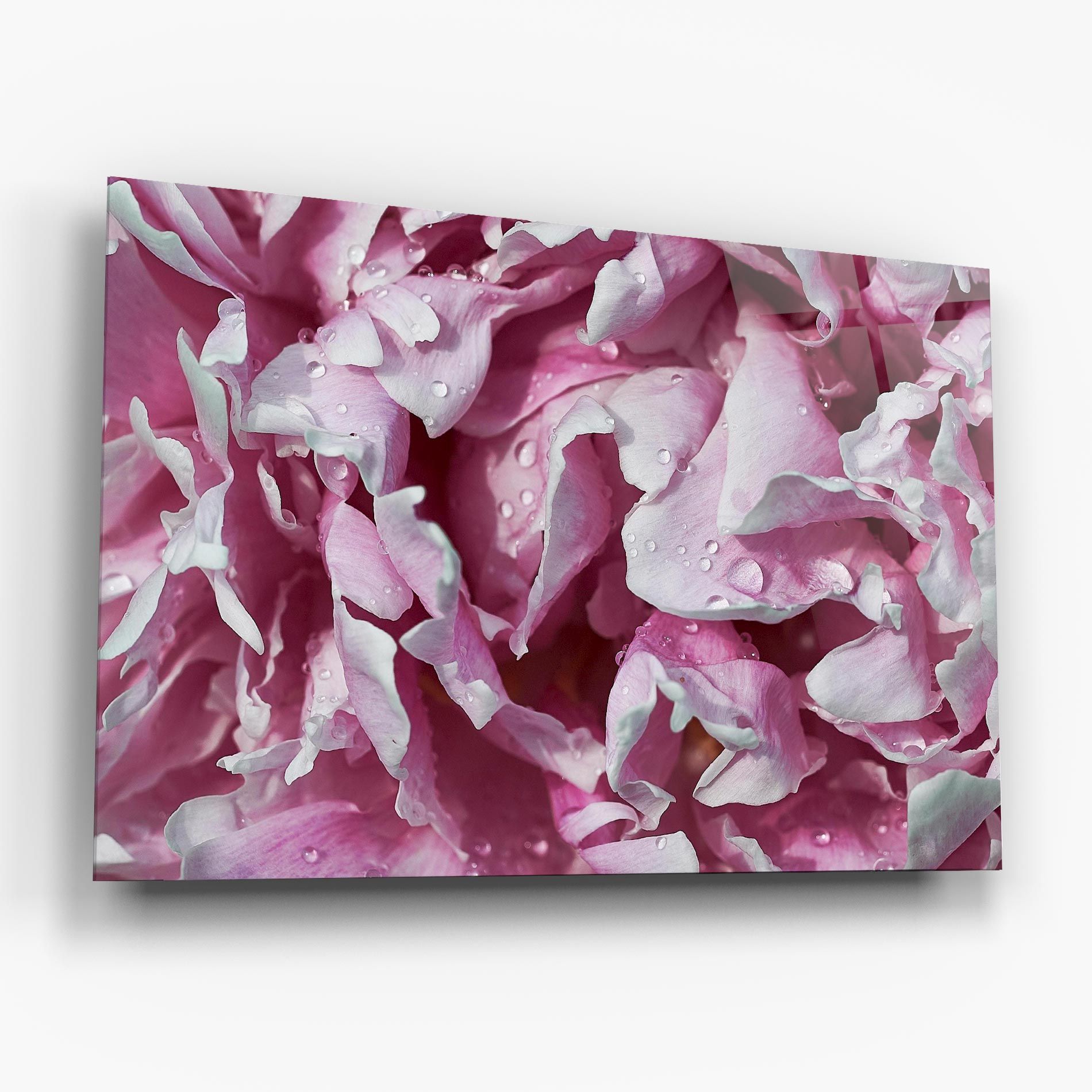 Peony Petals mockup 6