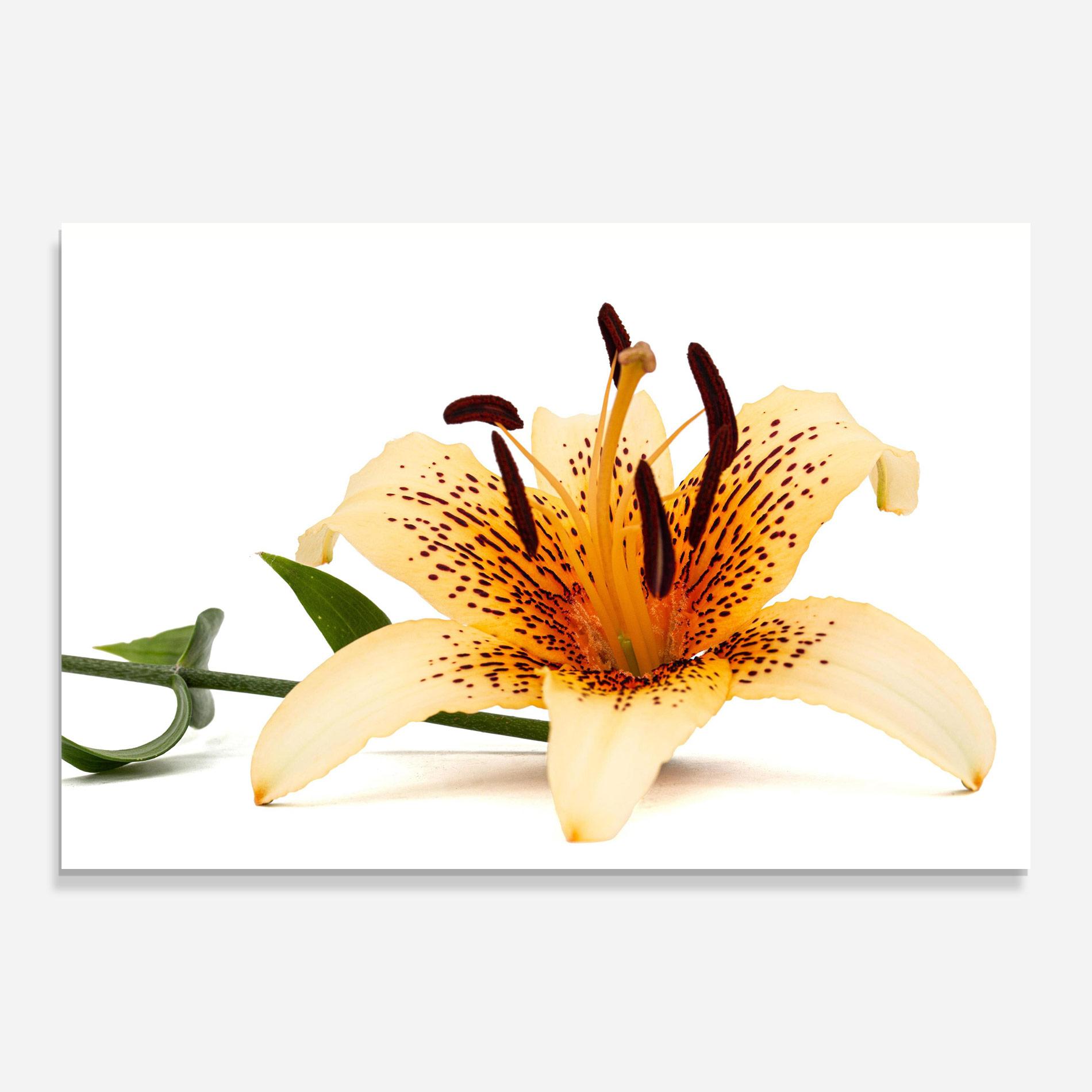 Стъклена картина Big Yellow Lily mockup 0