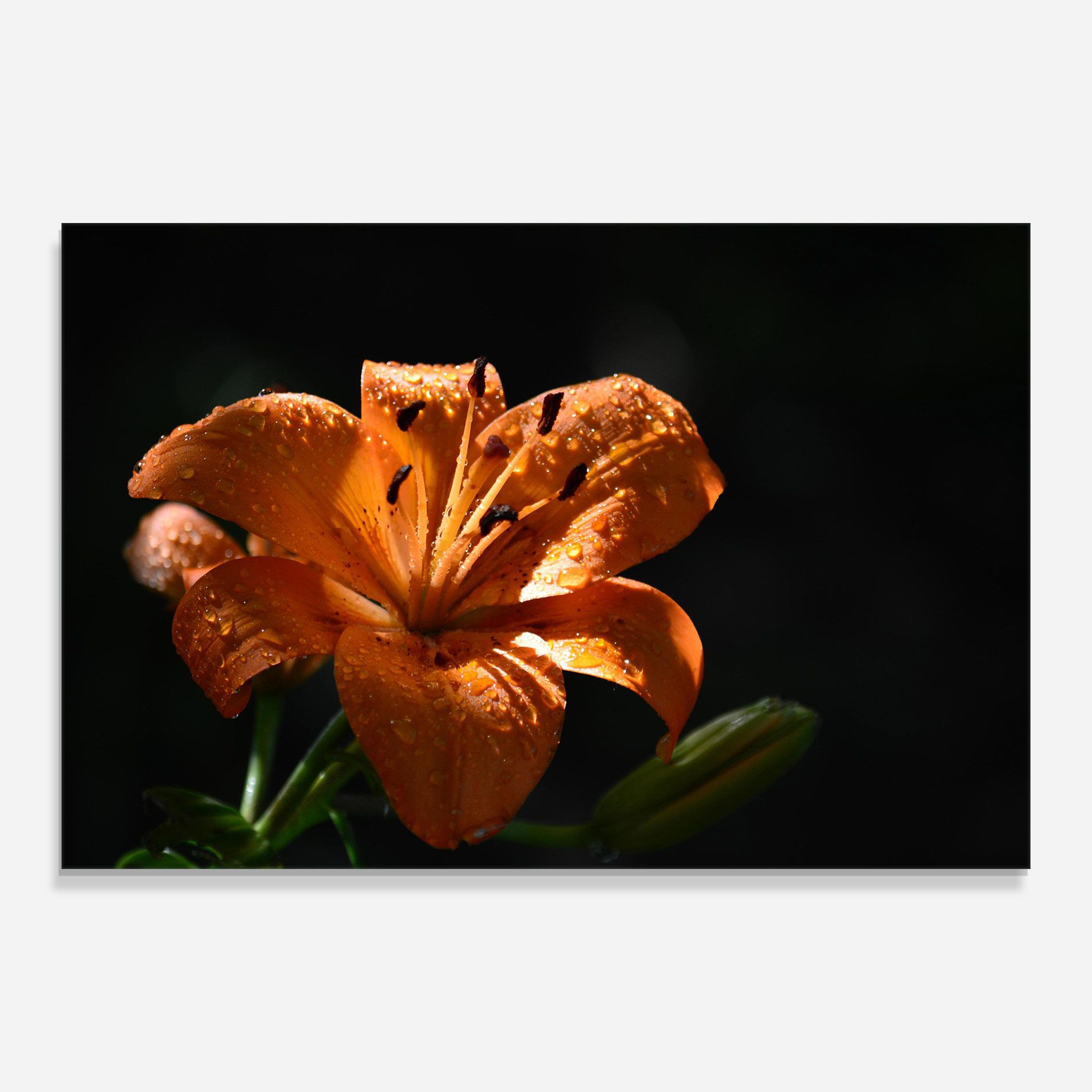 Open Orange Lily On Black mockup 0