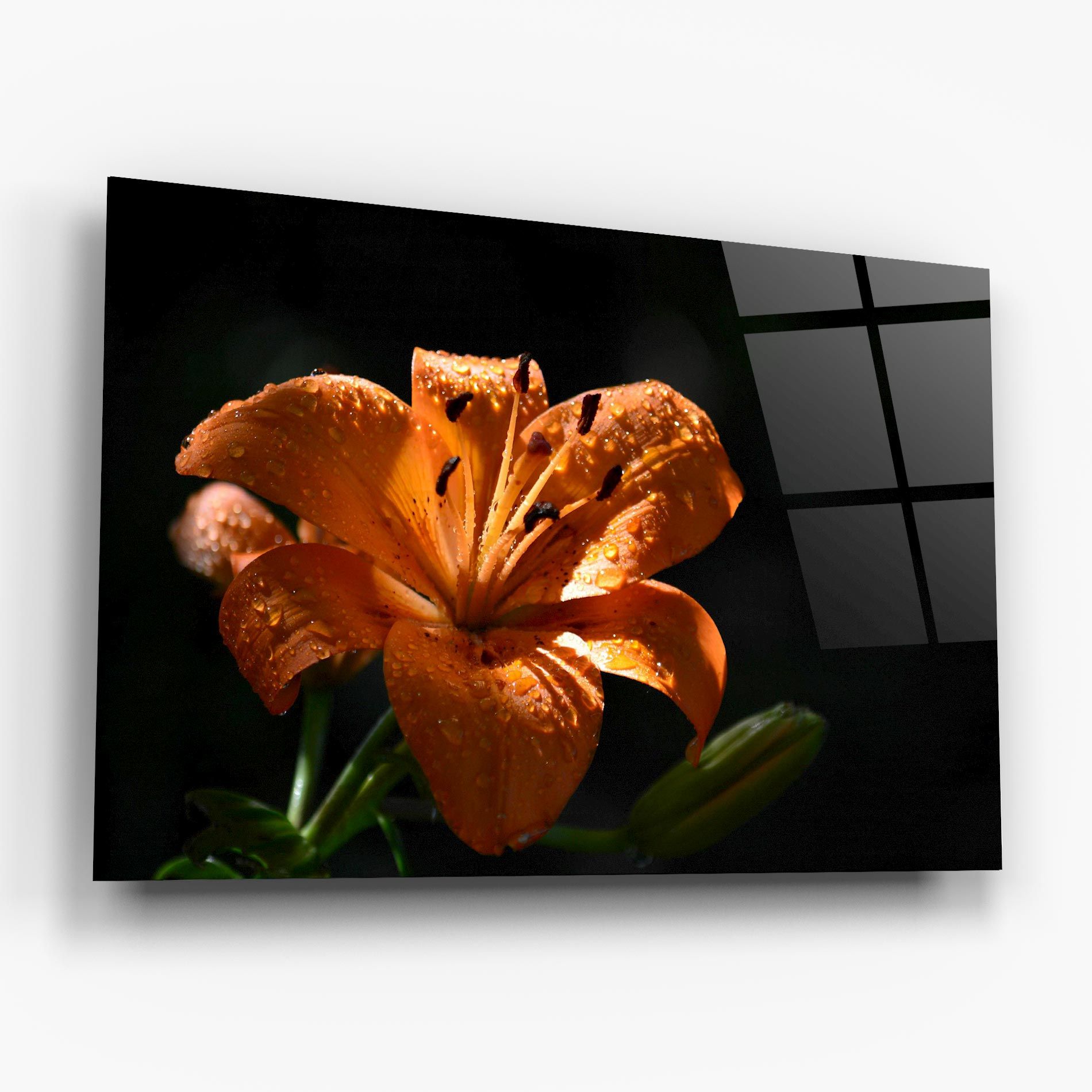 Open Orange Lily On Black mockup 6