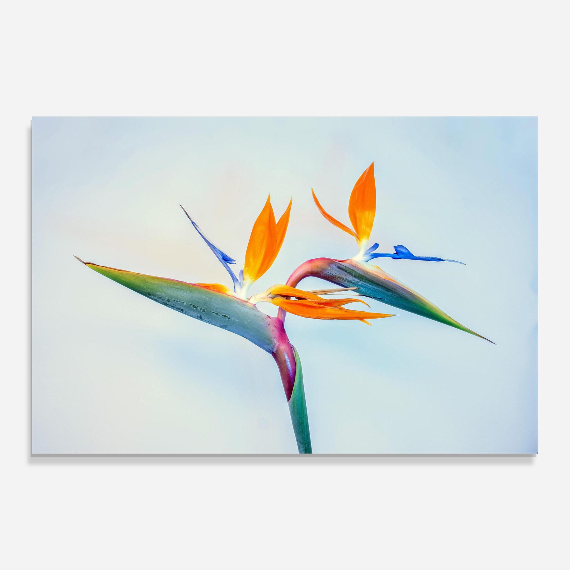 Стъклена картина Green Orange Exotic mockup 0