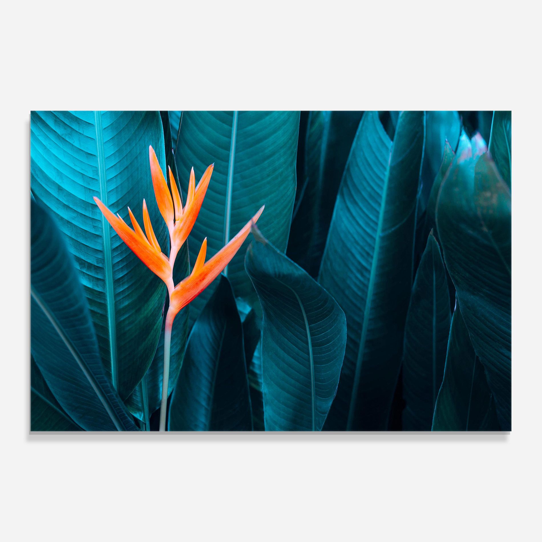 Orange Green Exotic mockup 0