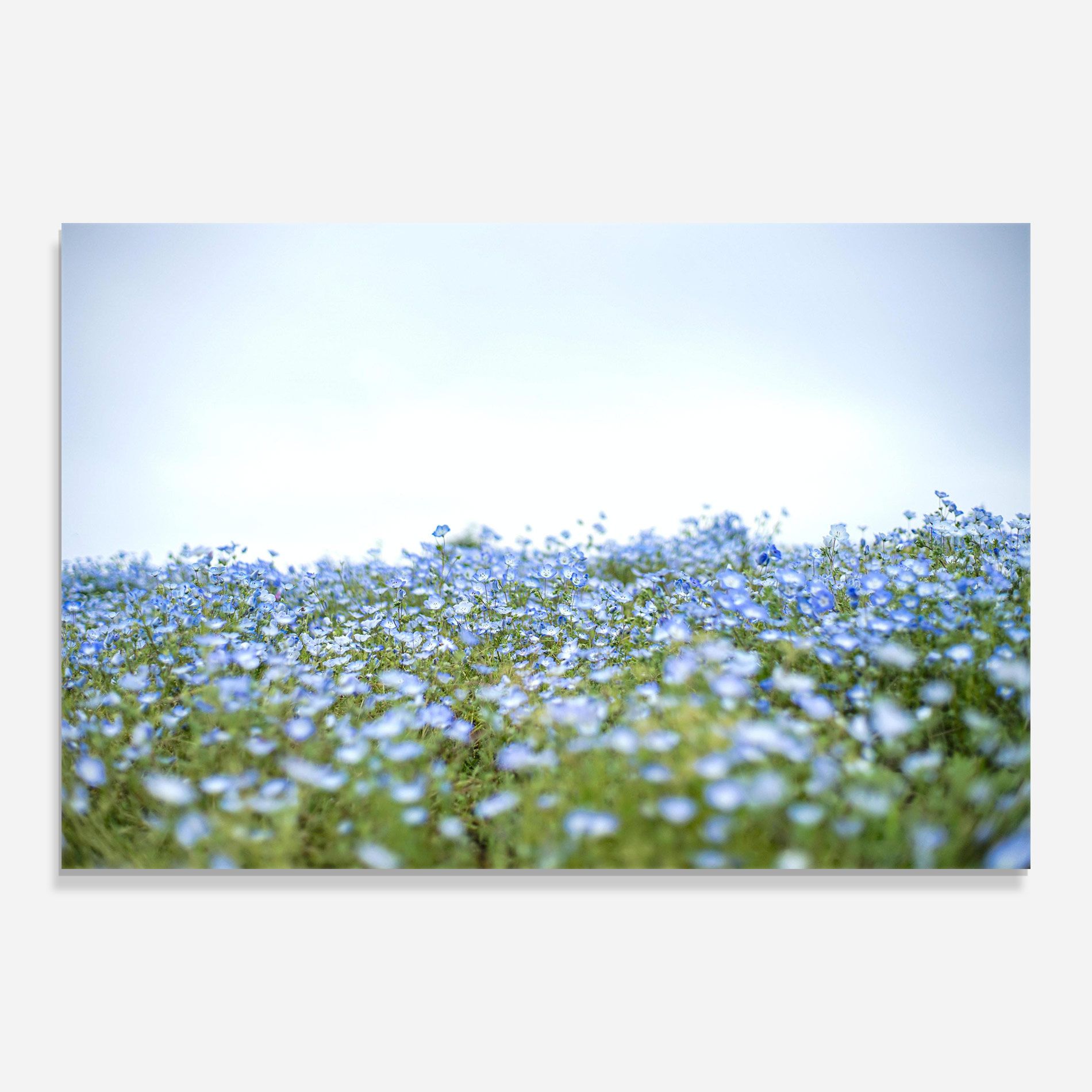 Blue Wild Flowers mockup 0