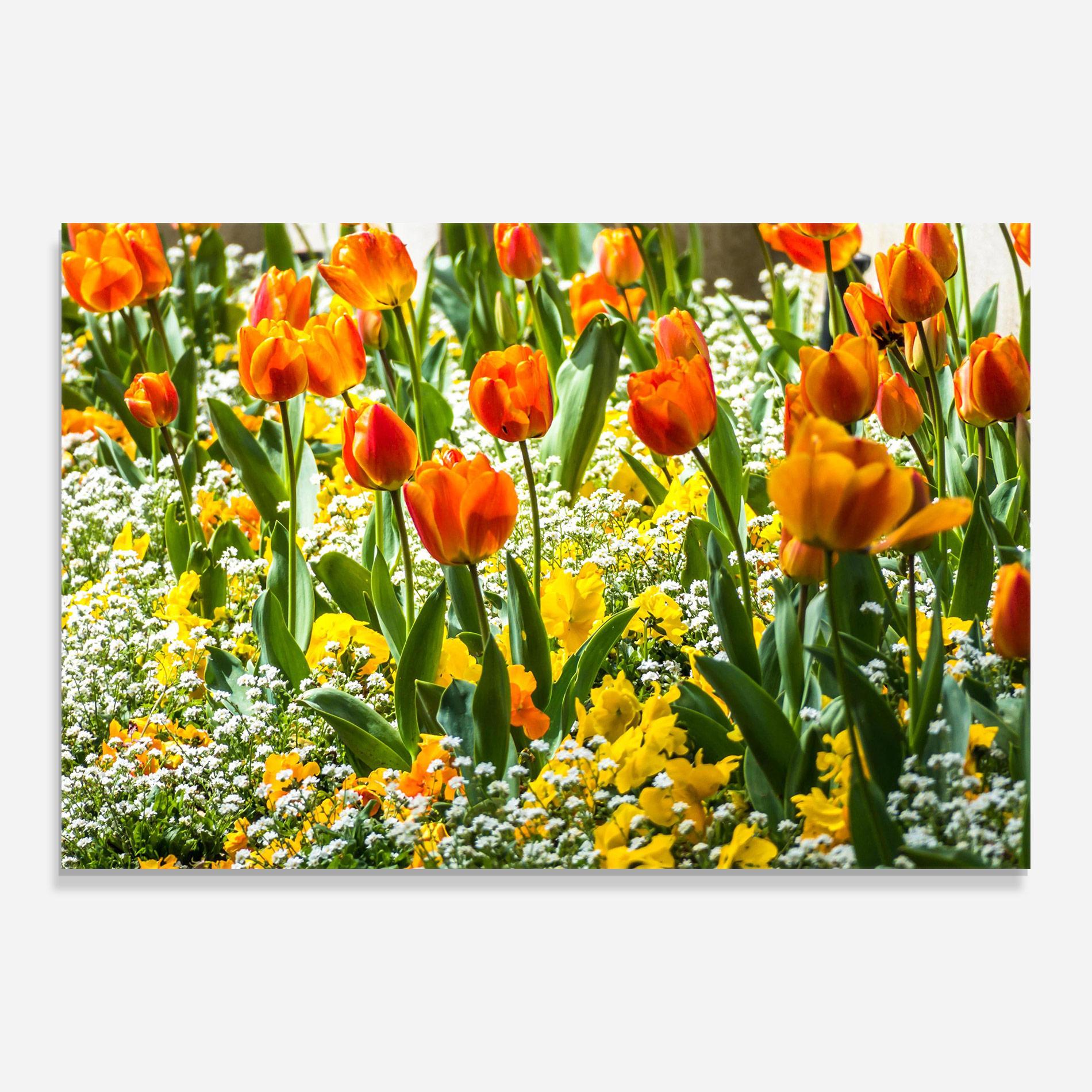 Стъклена картина Colorful Tulips Garden mockup 0