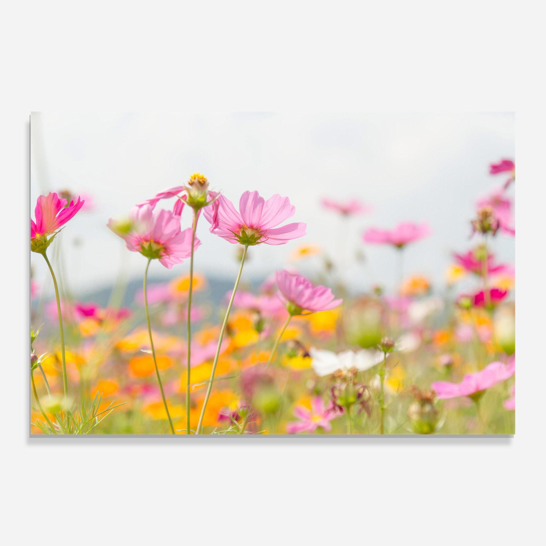 Стъклена картина Cosmos Beauty Flowers mockup 0