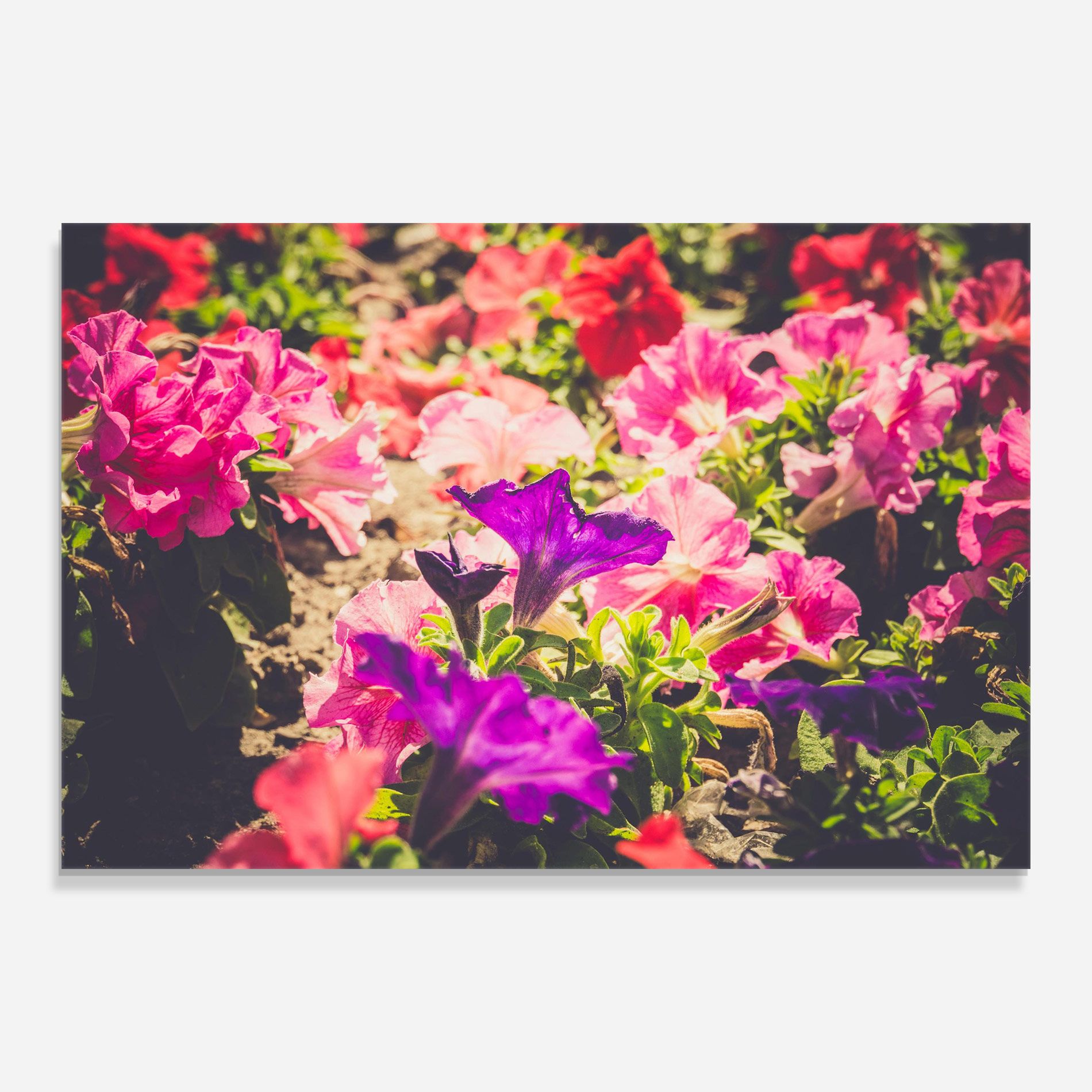 Daylight Purple Flower mockup 0