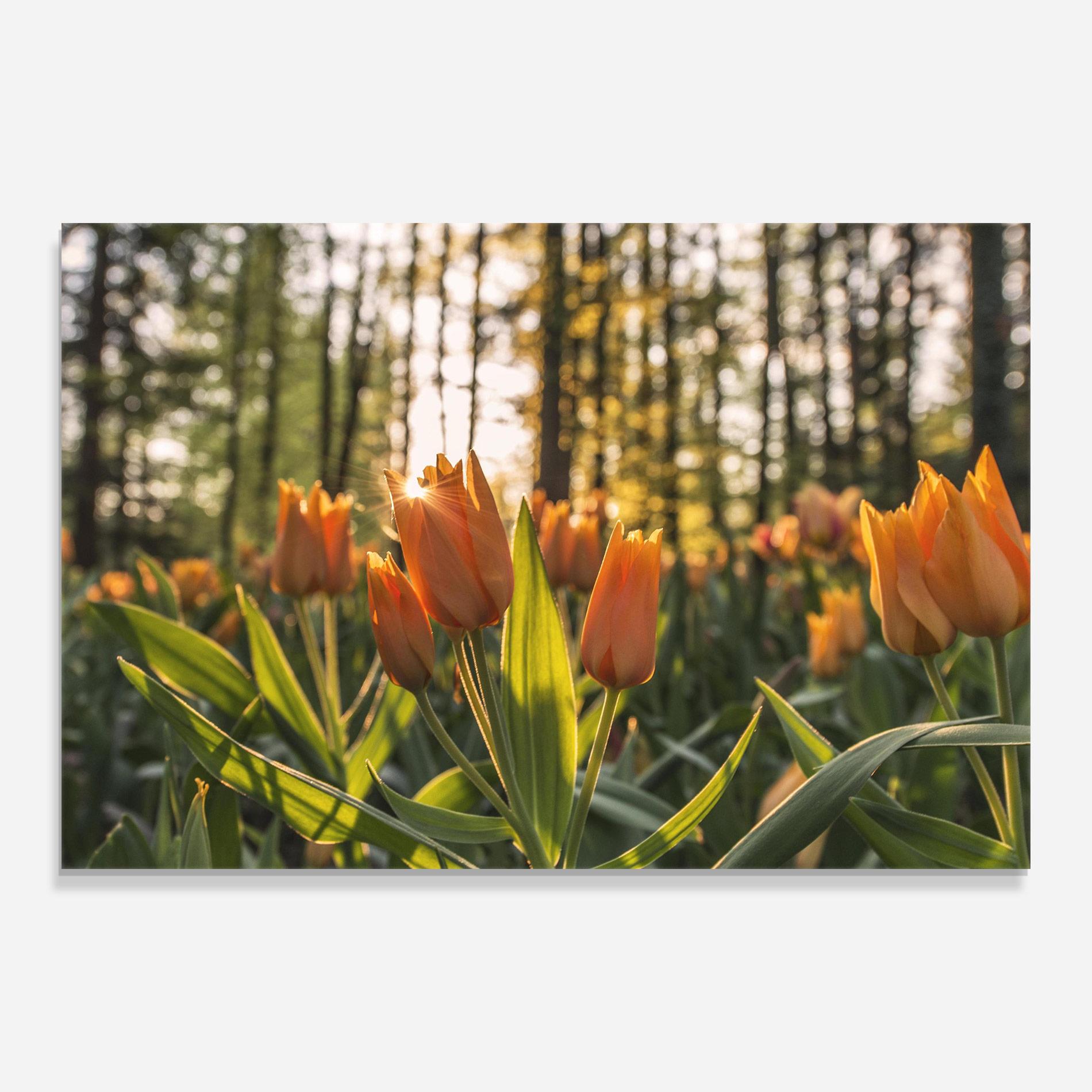 Стъклена картина Forest Tulips mockup 0