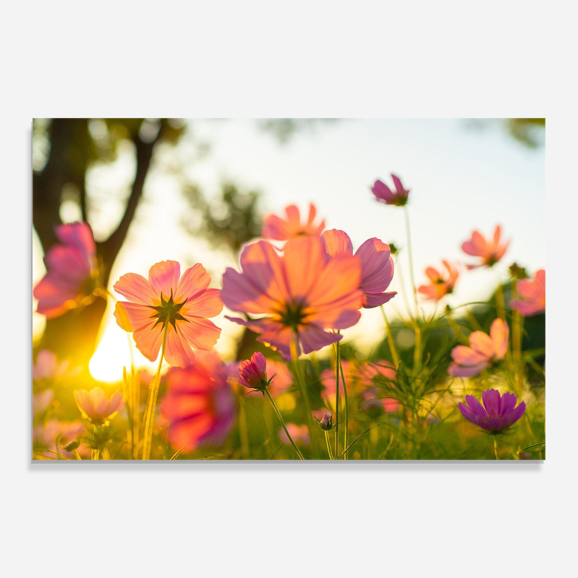 Sunset Blooming Flower mockup 0