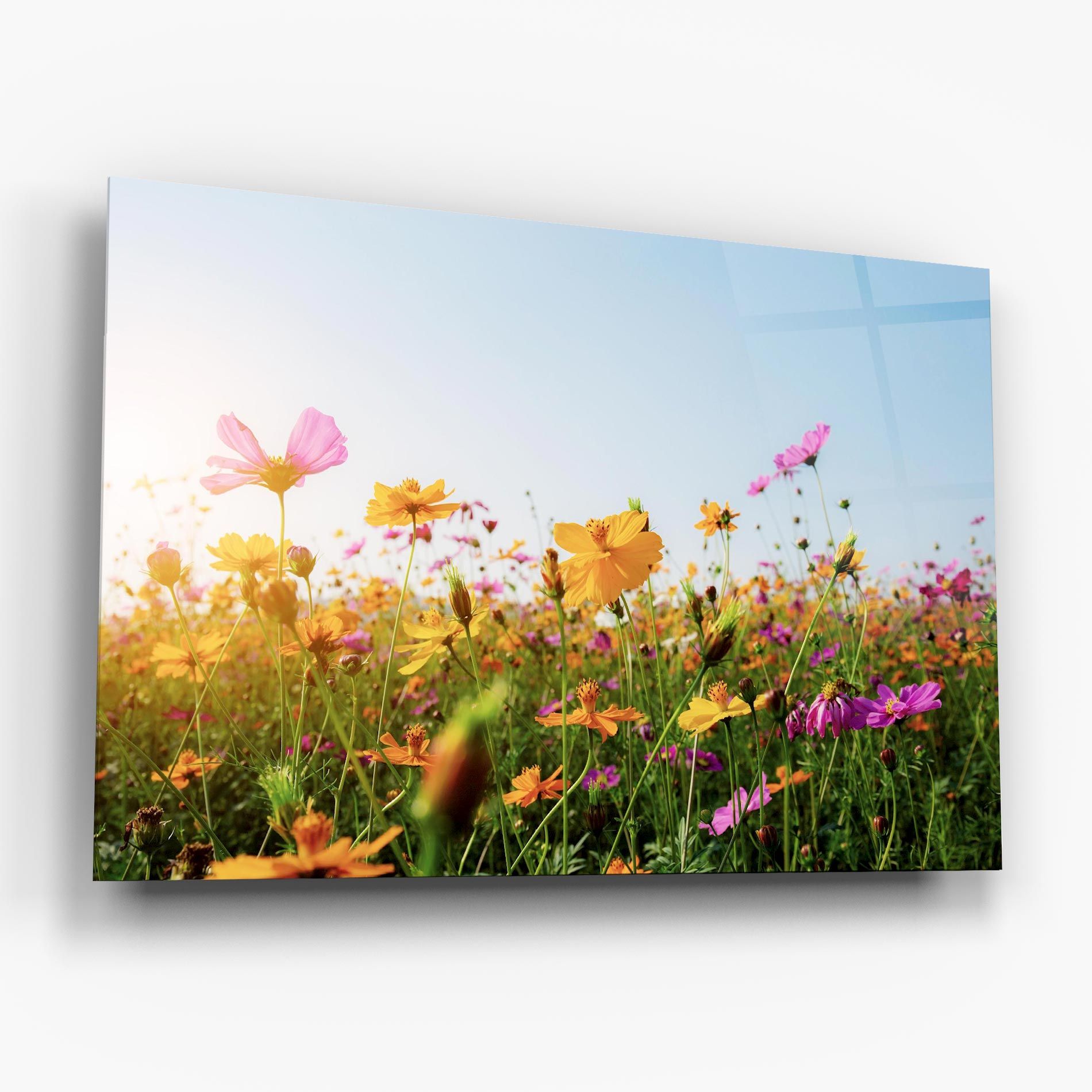 Cosmos Field Sunset mockup 6