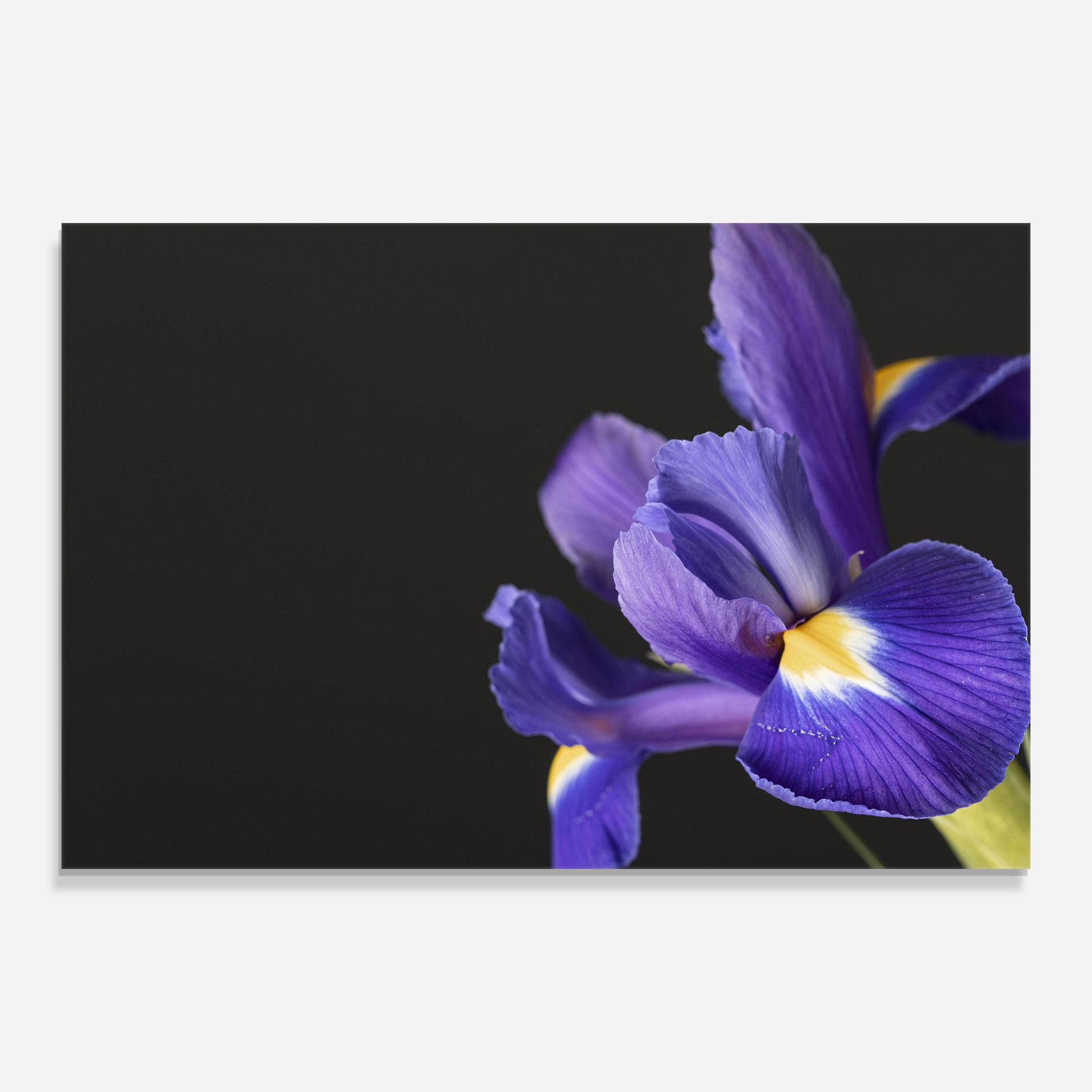 Стъклена картина Iris On Black mockup 0
