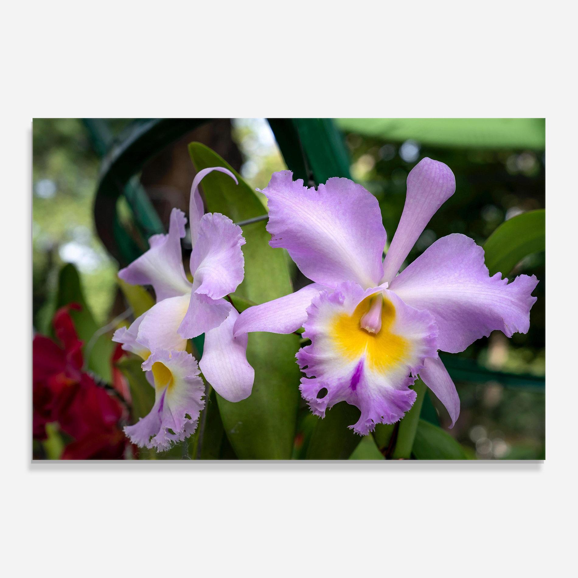 Стъклена картина Light Purple Iris mockup 0