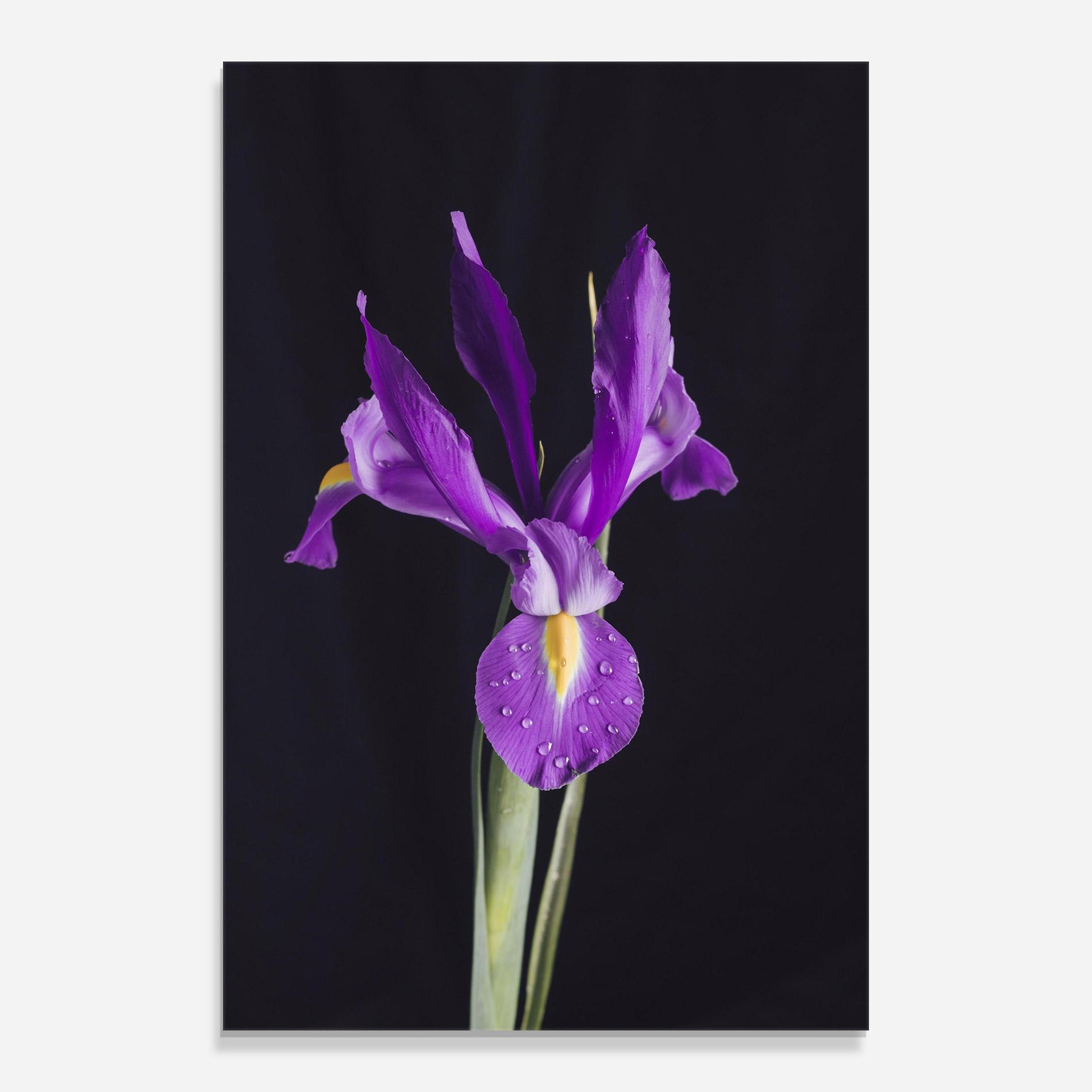 Стъклена картина Fresh Purple Iris mockup 0