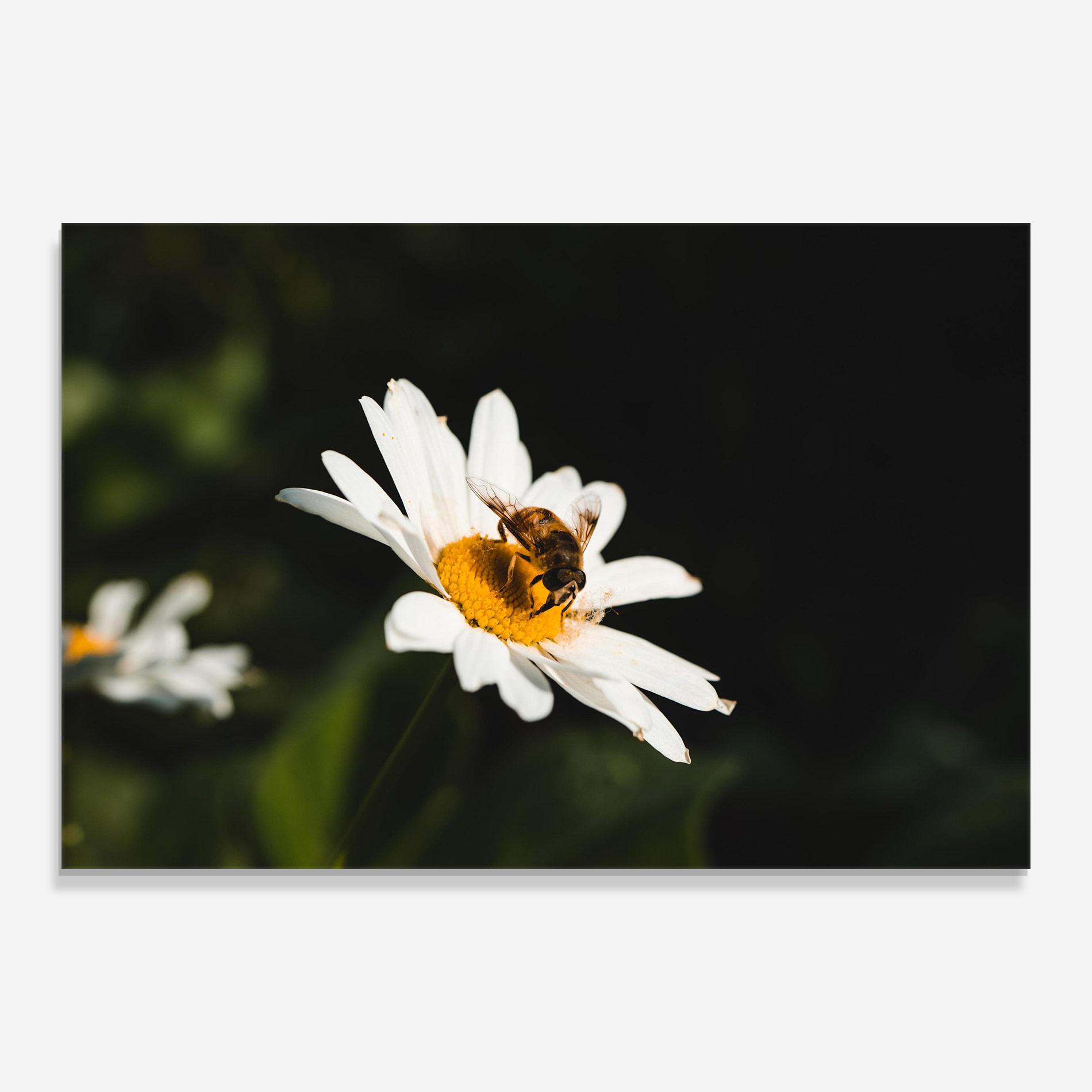 Стъклена картина Bee Flying On Daisy mockup 0