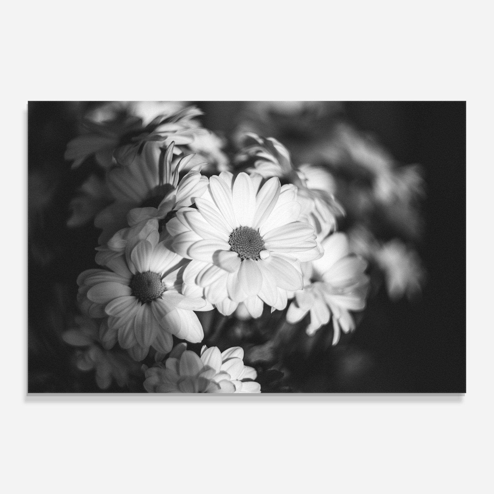 Стъклена картина Grey Daisy mockup 0