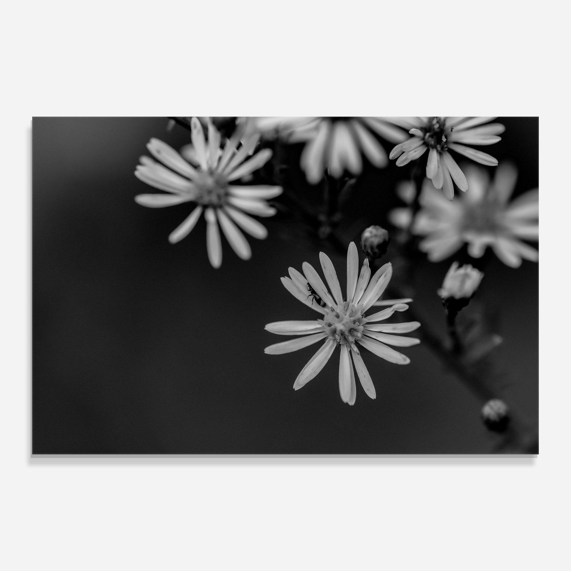 Стъклена картина Grey Small Daisy mockup 0