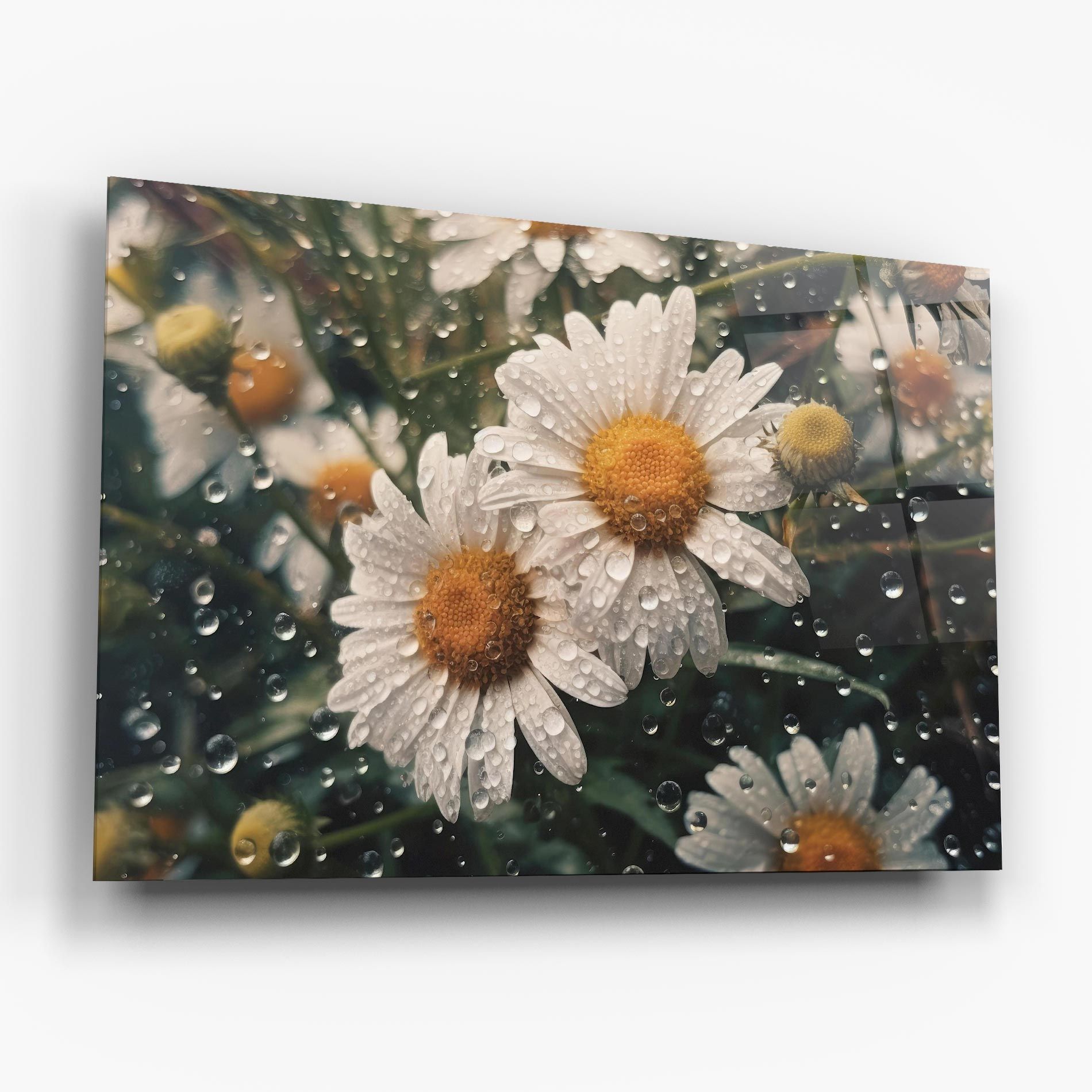 Daisy View After Rain mockup 6