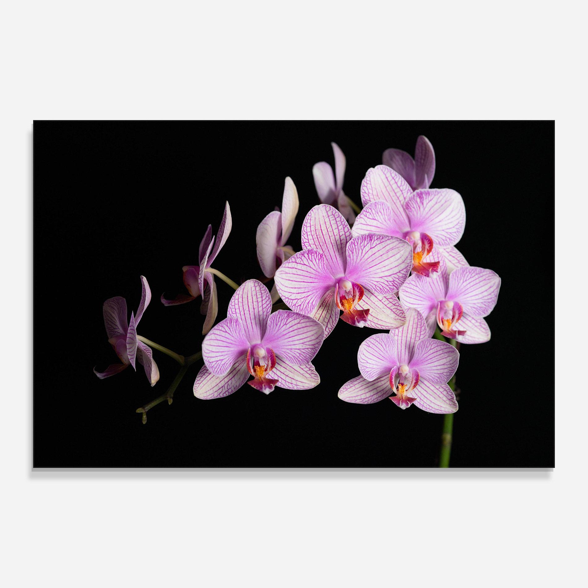 Стъклена картина Beautiful Orchids On Black mockup 0