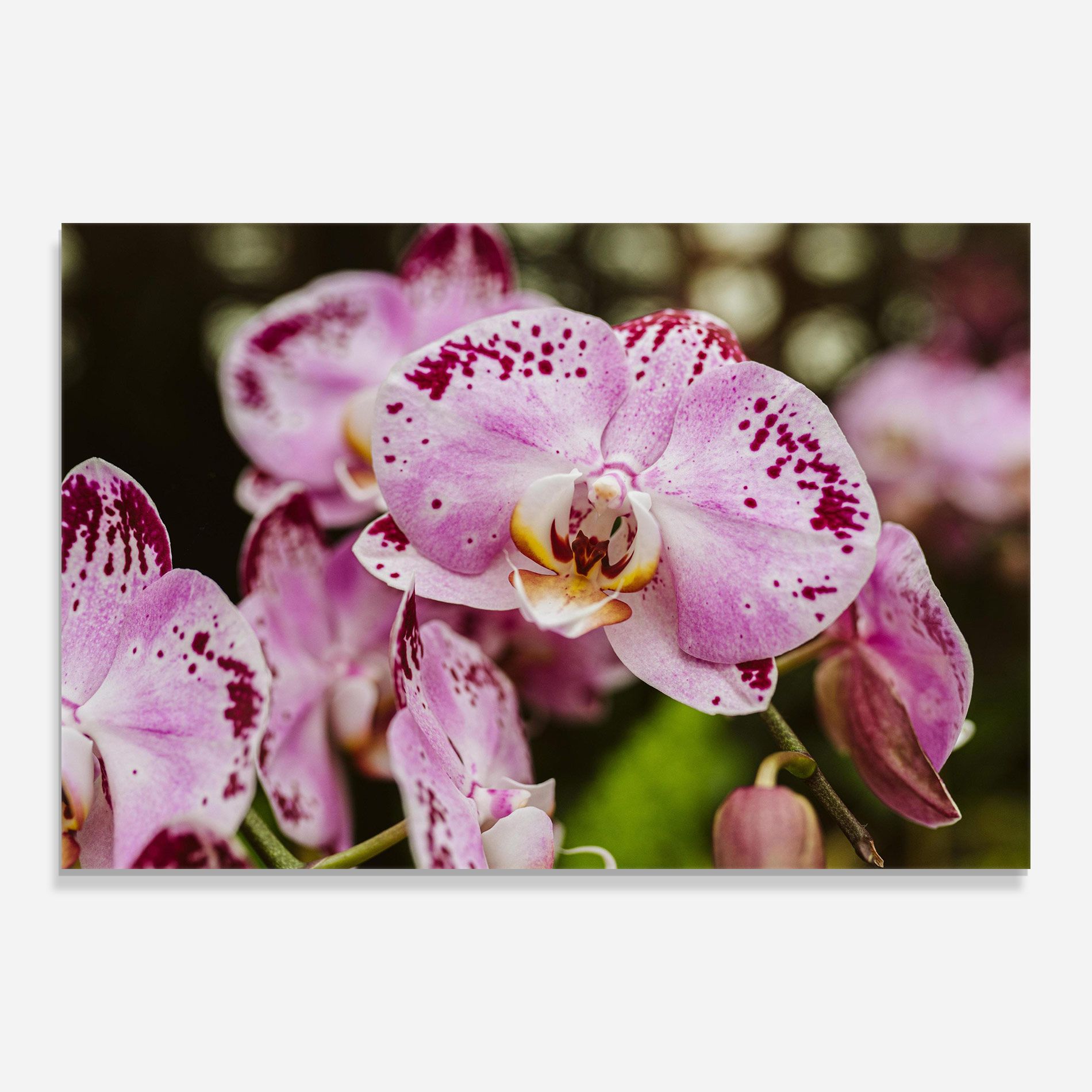 Big Pink Orchid In Nature mockup 0