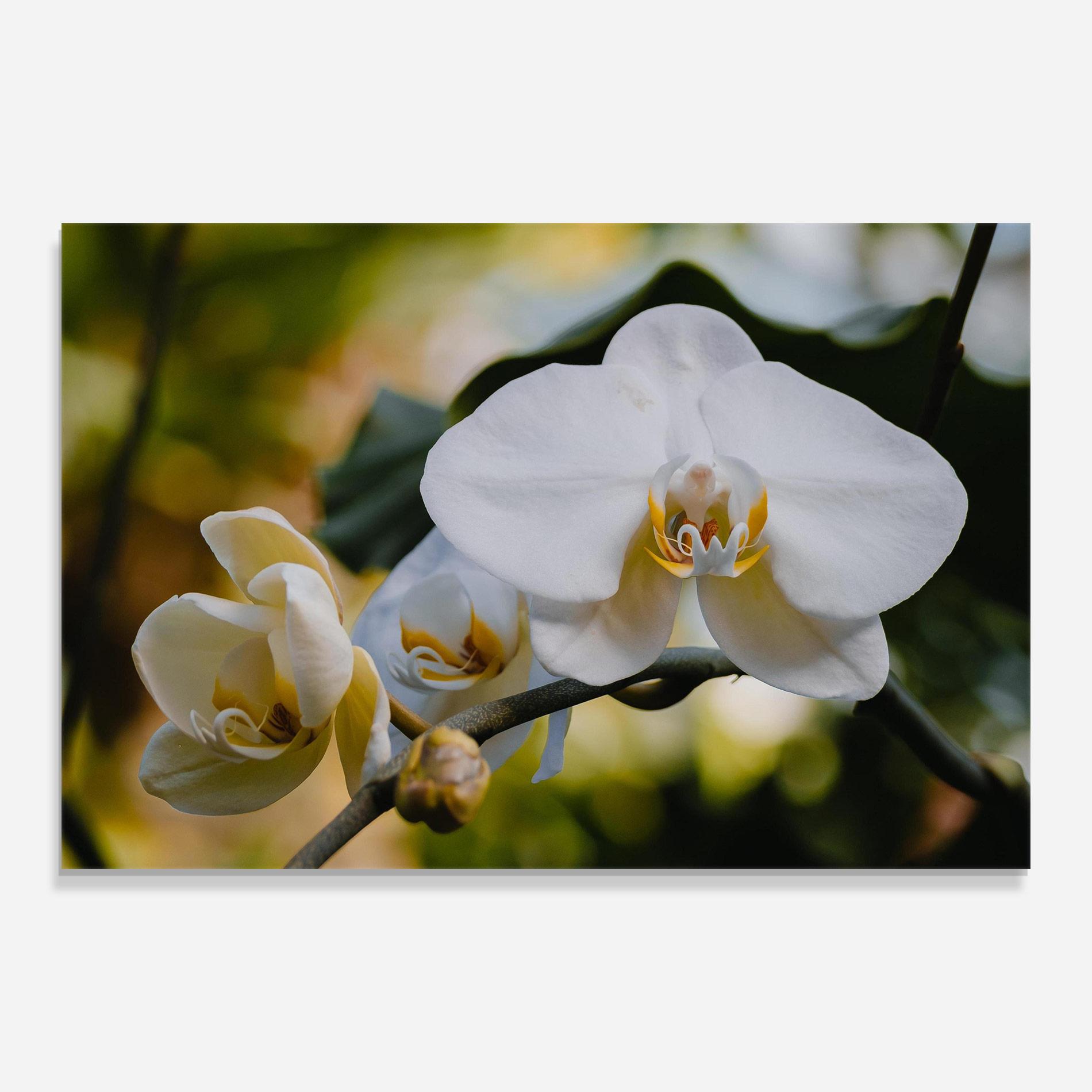 Стъклена картина Cream Orchid In Nature mockup 0