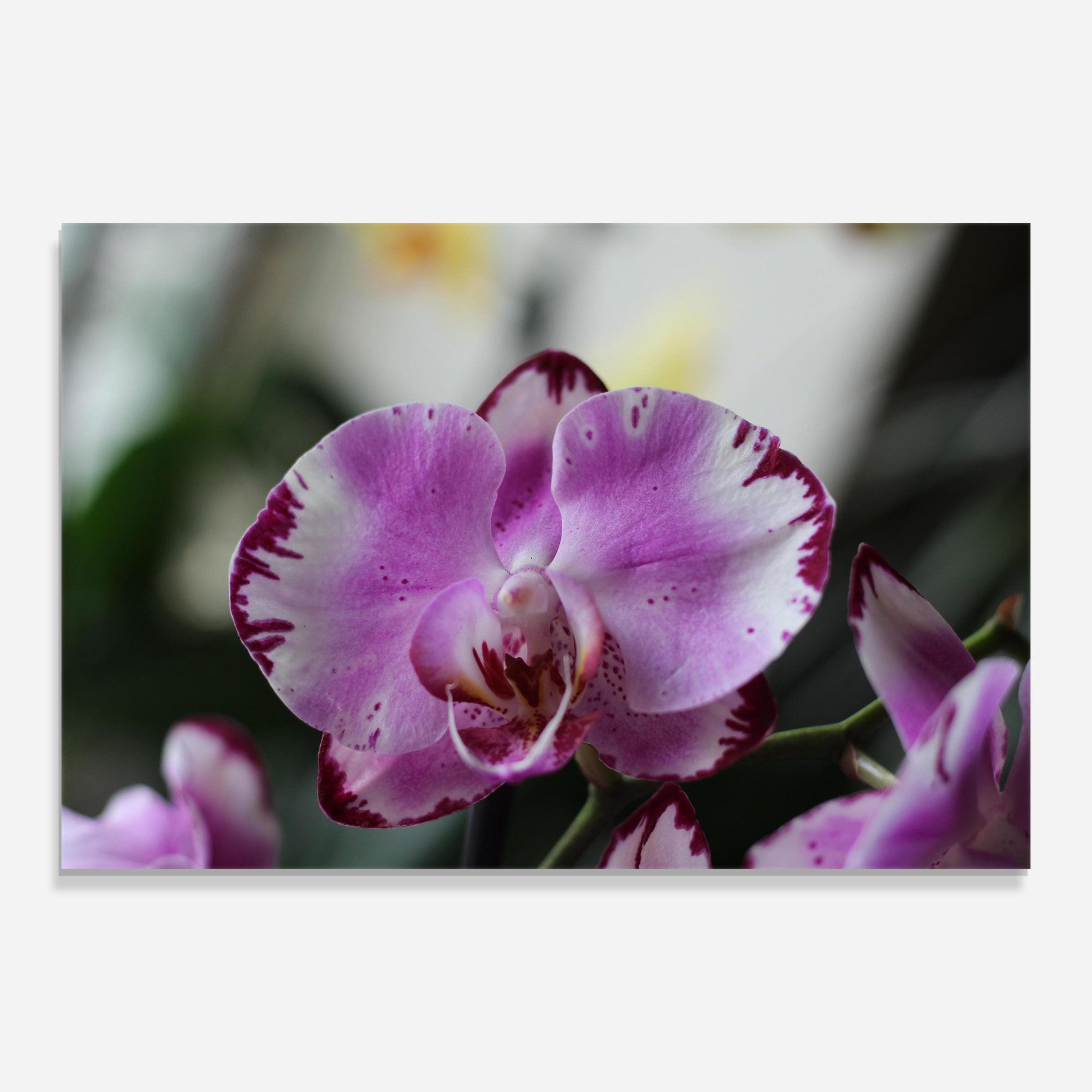 Dark Purple Orchids In Nature mockup 0