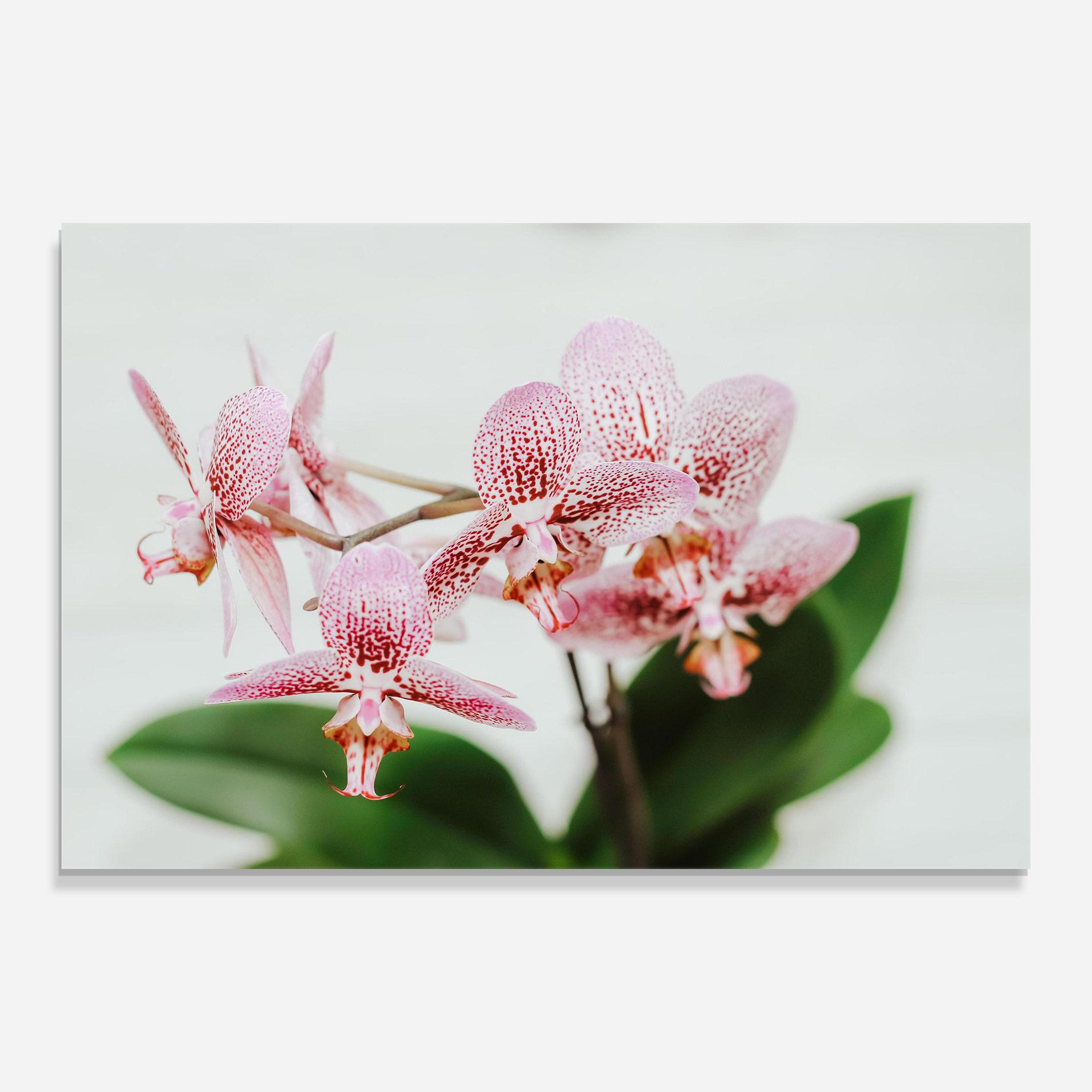 Стъклена картина Green Orchids mockup 0