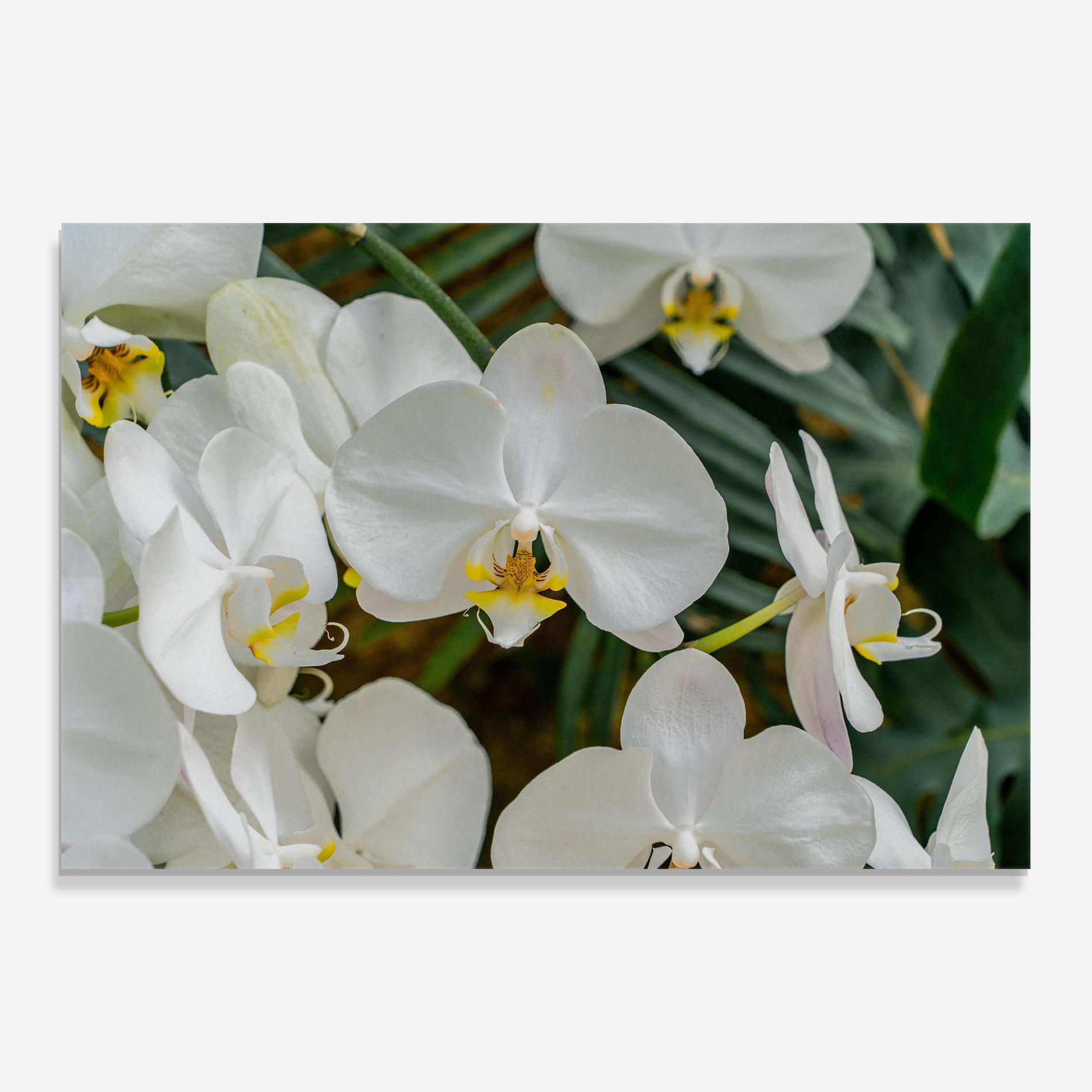 Стъклена картина Orchids In Nature mockup 0