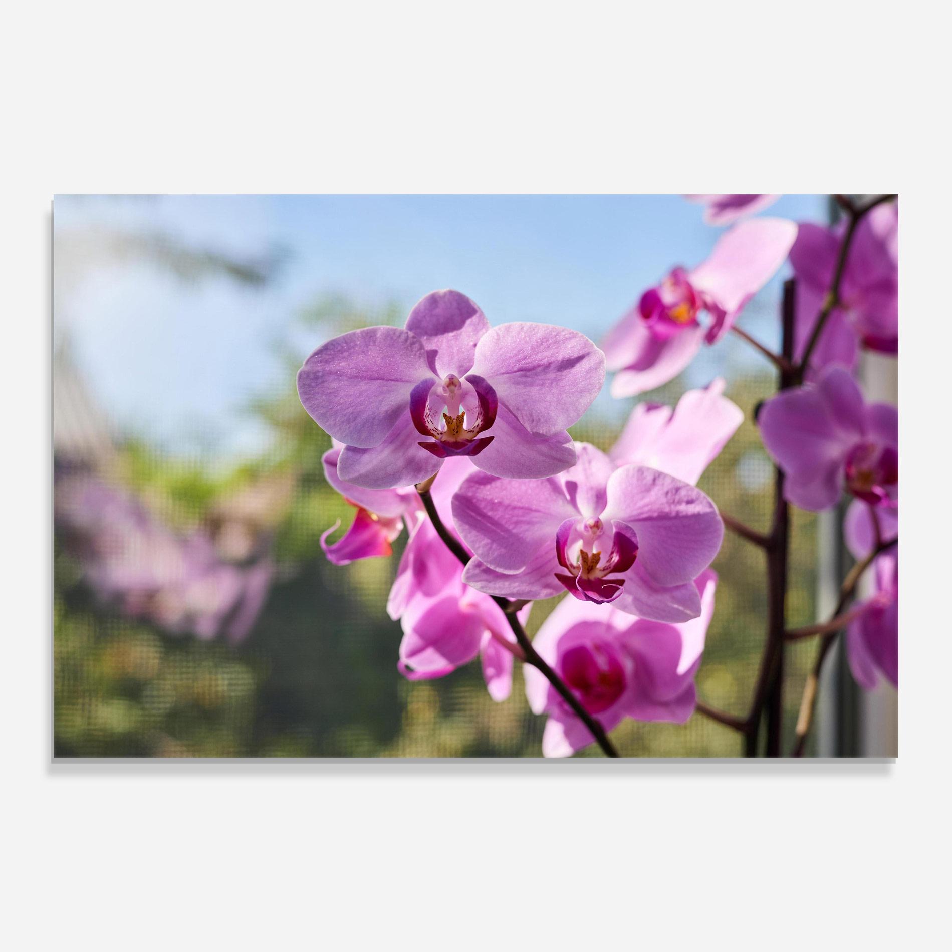Стъклена картина Orchids In The Garden mockup 0