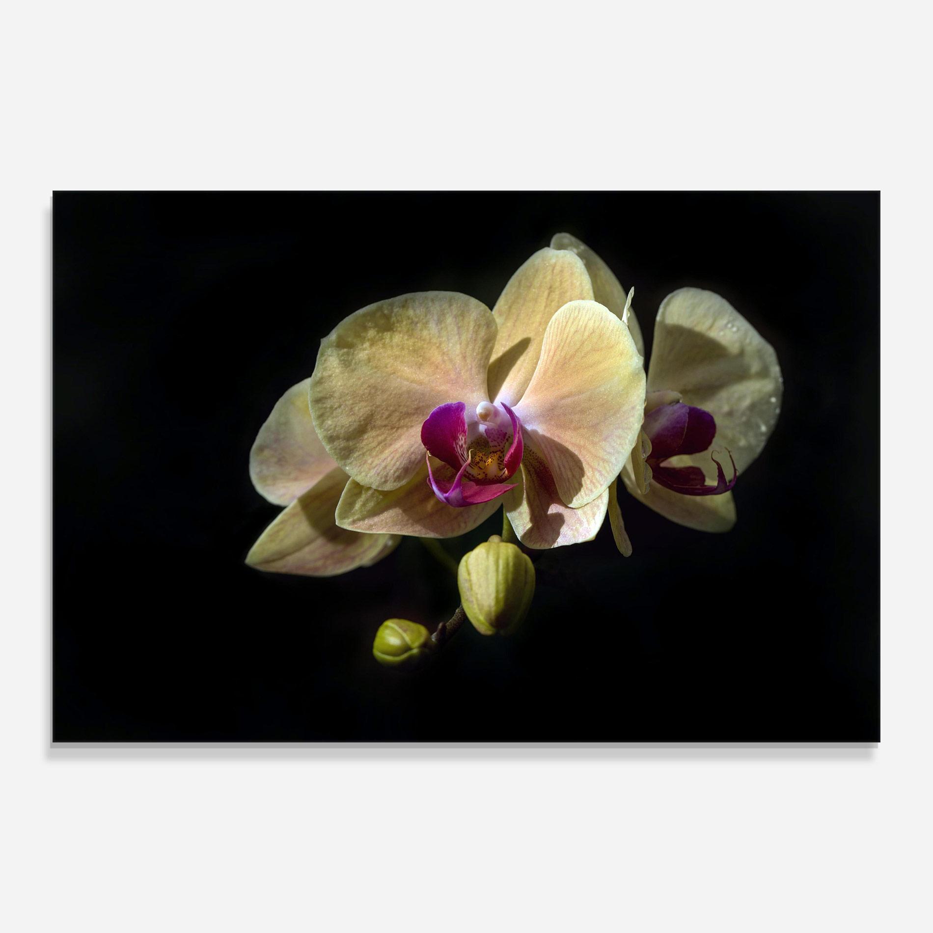 Стъклена картина Pastel Yellow Orchids mockup 0