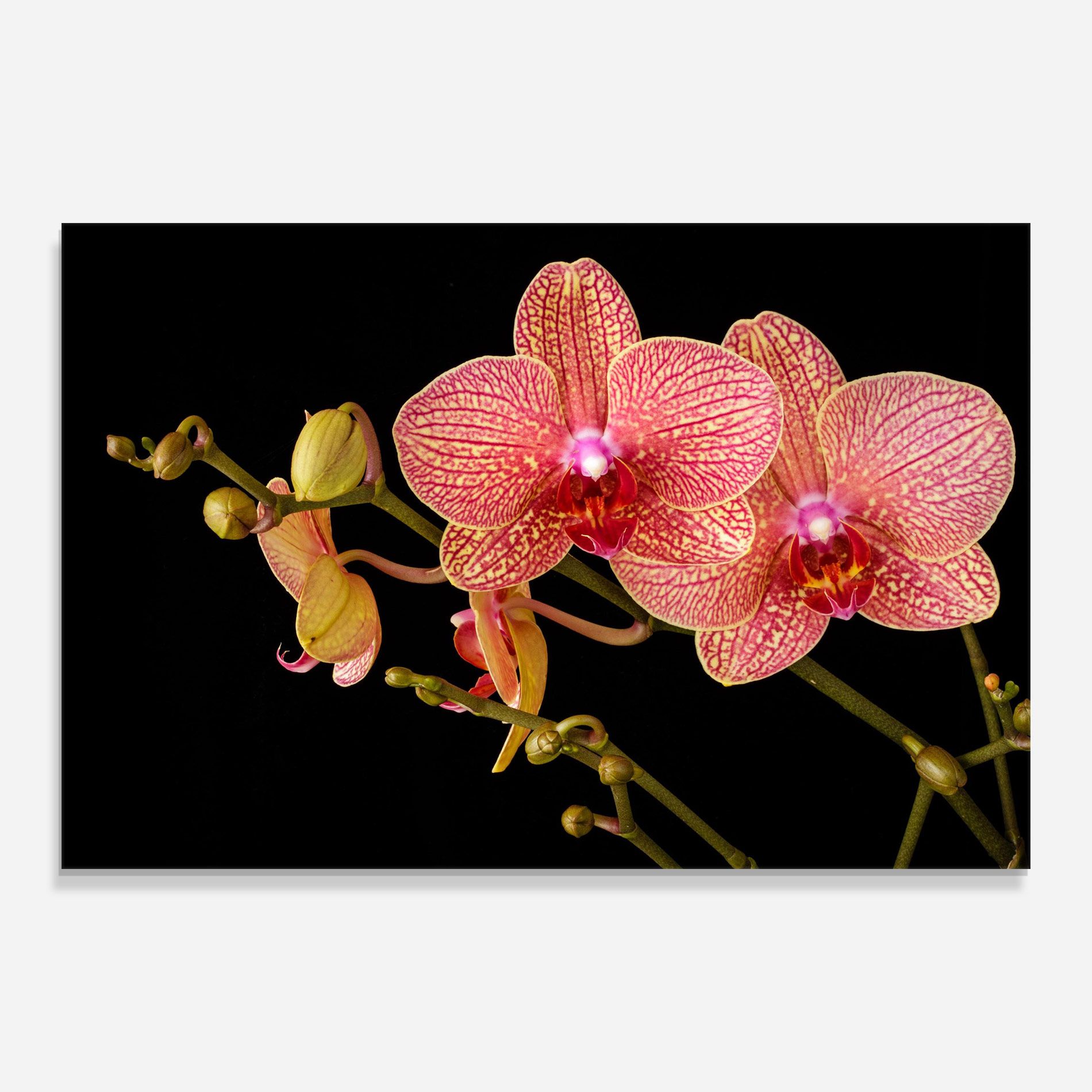 Pink Orchids On Black mockup 0
