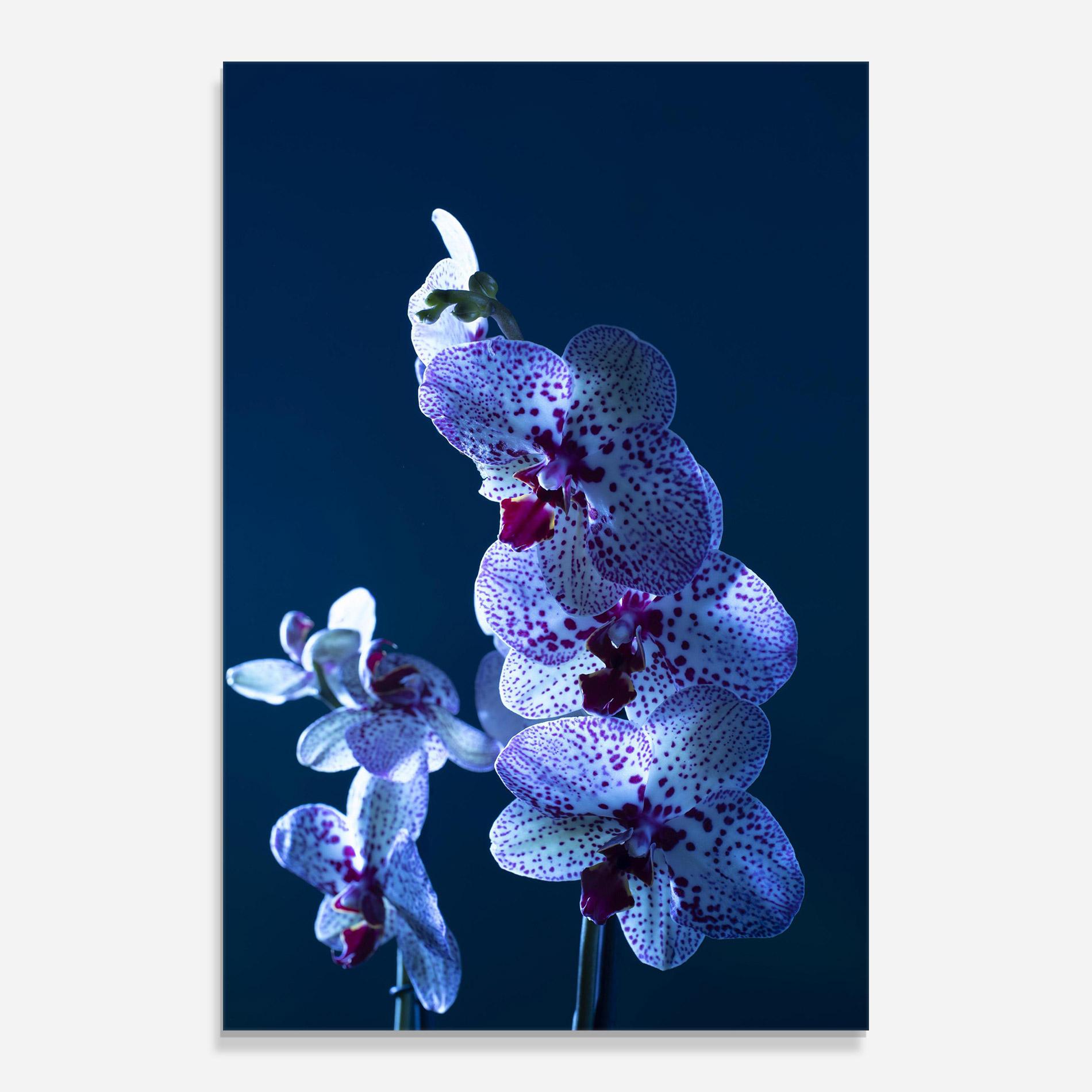 Стъклена картина Blue Light Orchid mockup 0