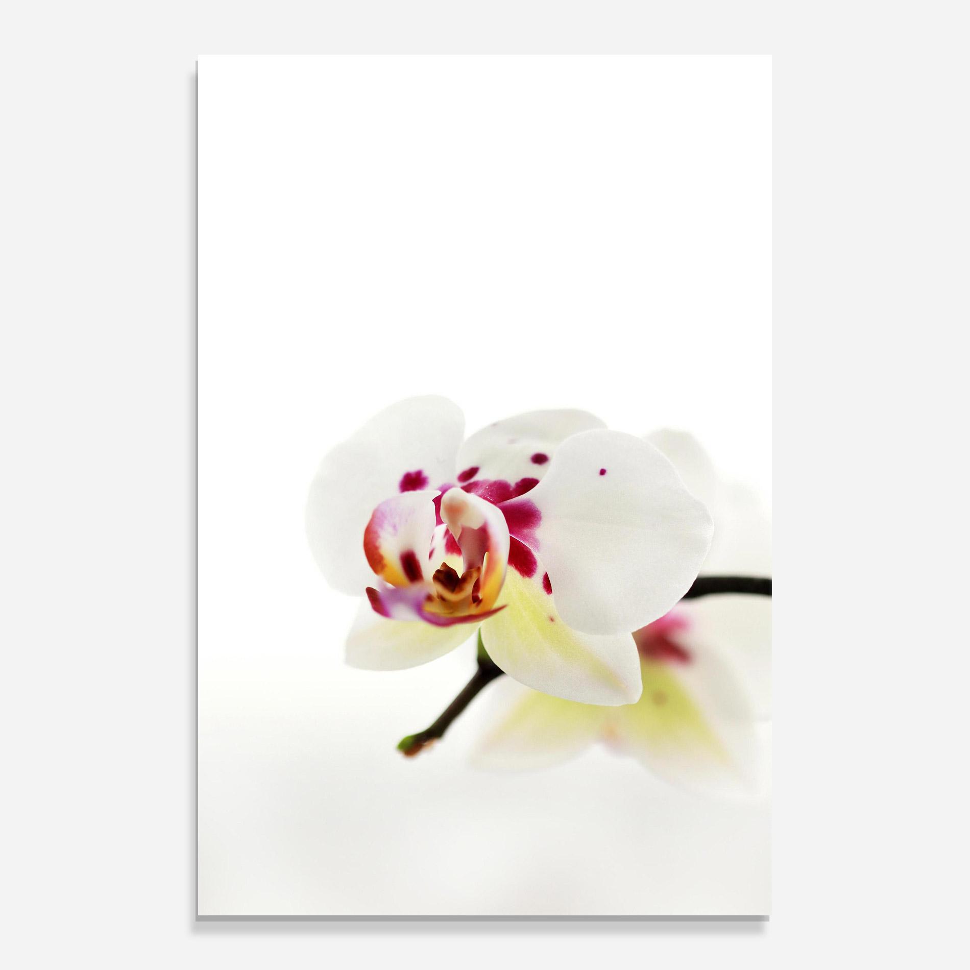 Стъклена картина Clean White Orchid mockup 0