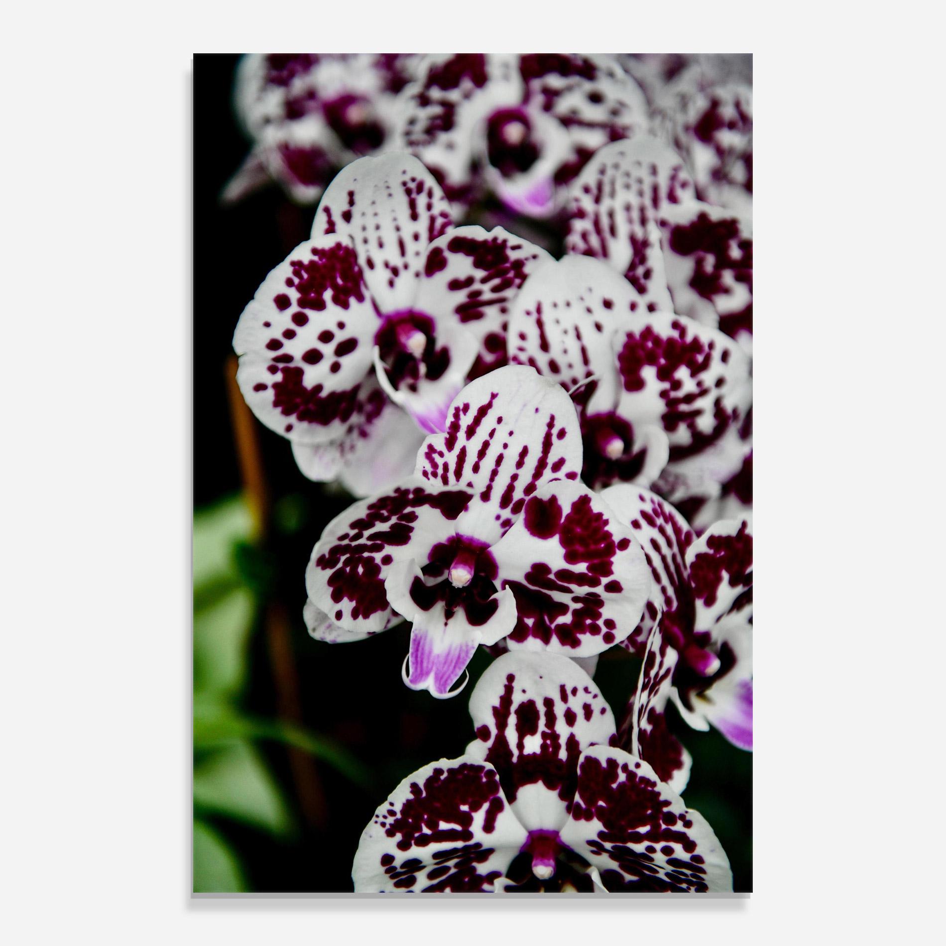 Стъклена картина Dark Purple Orchids mockup 0