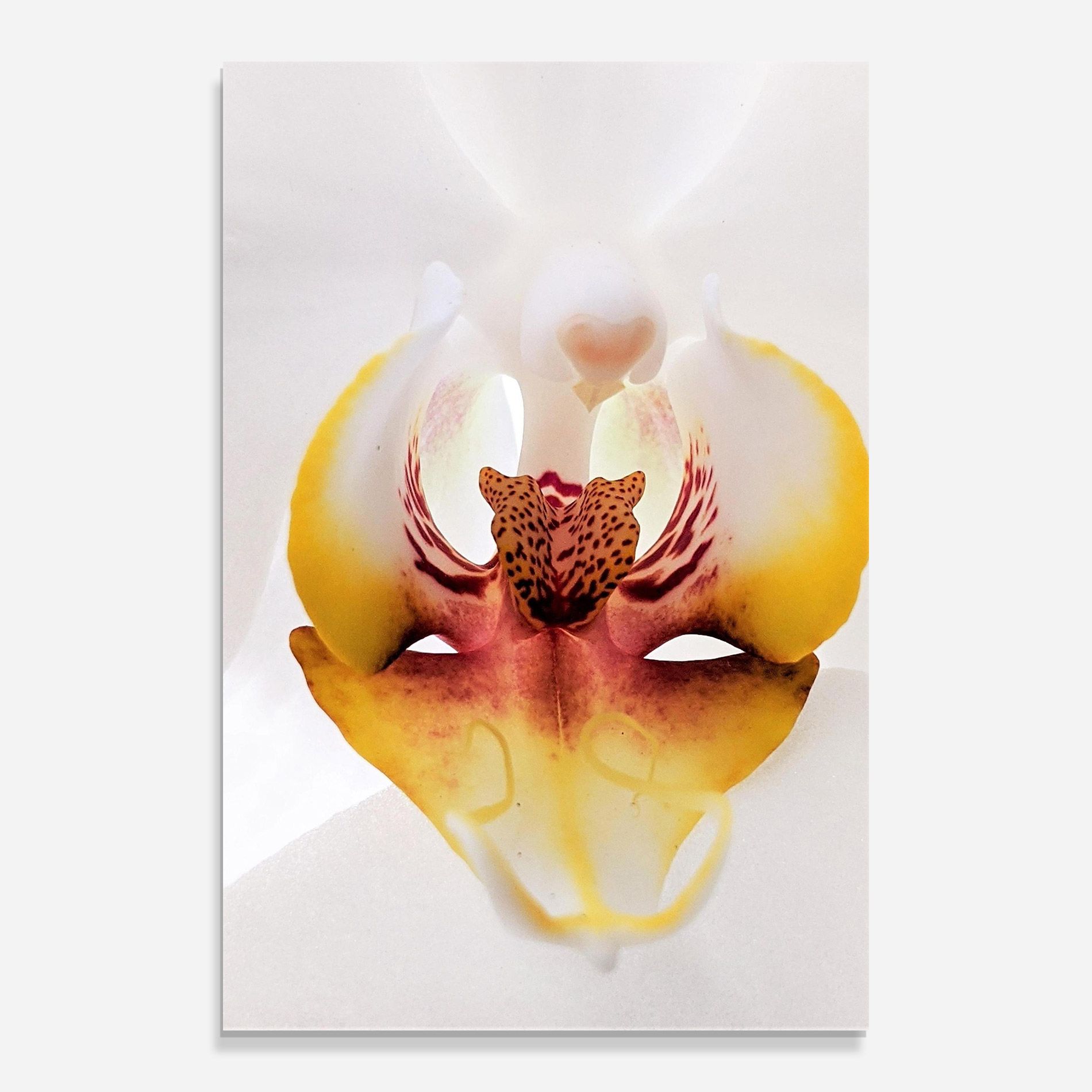 Orchid Close Up mockup 0