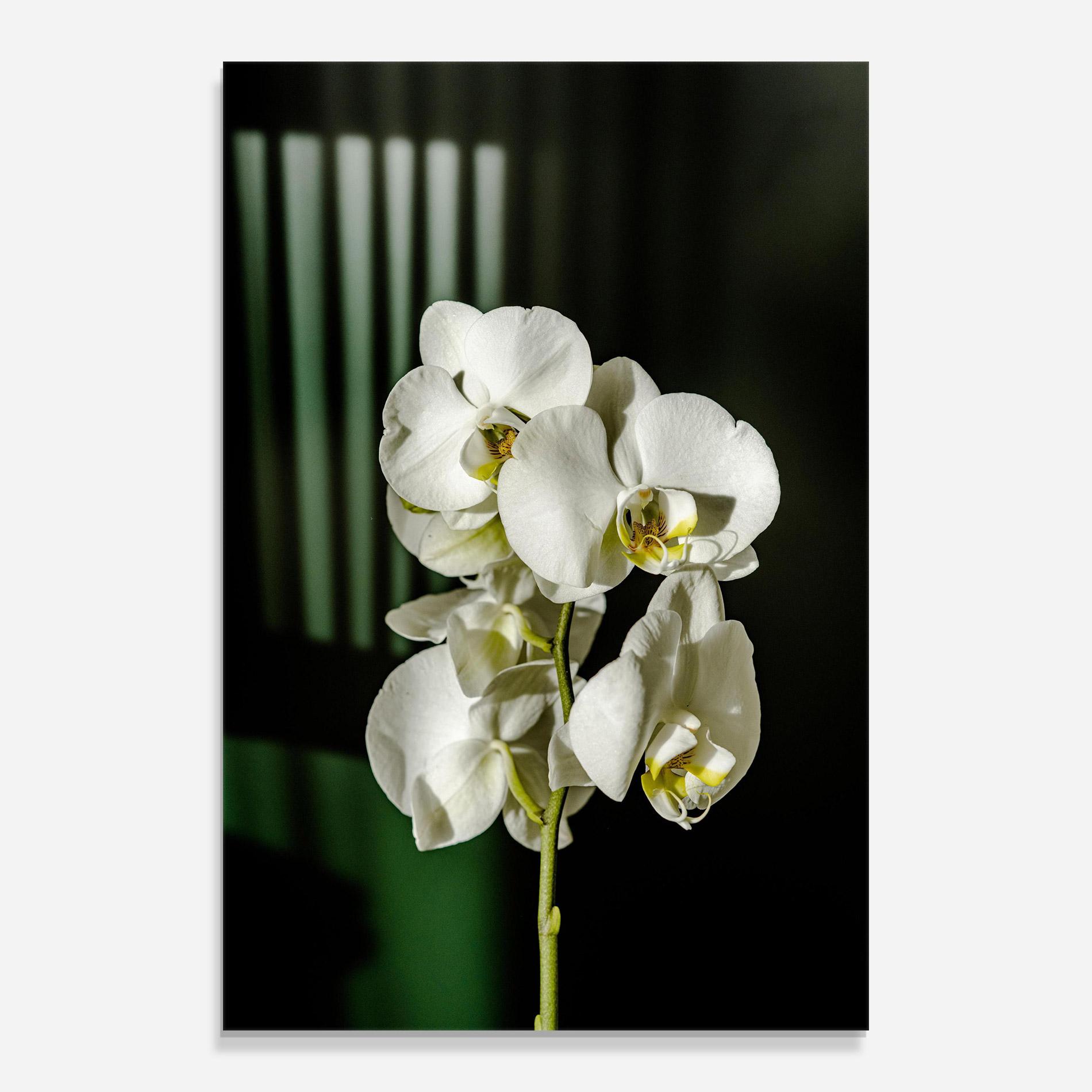 Стъклена картина Orchid On Green mockup 0