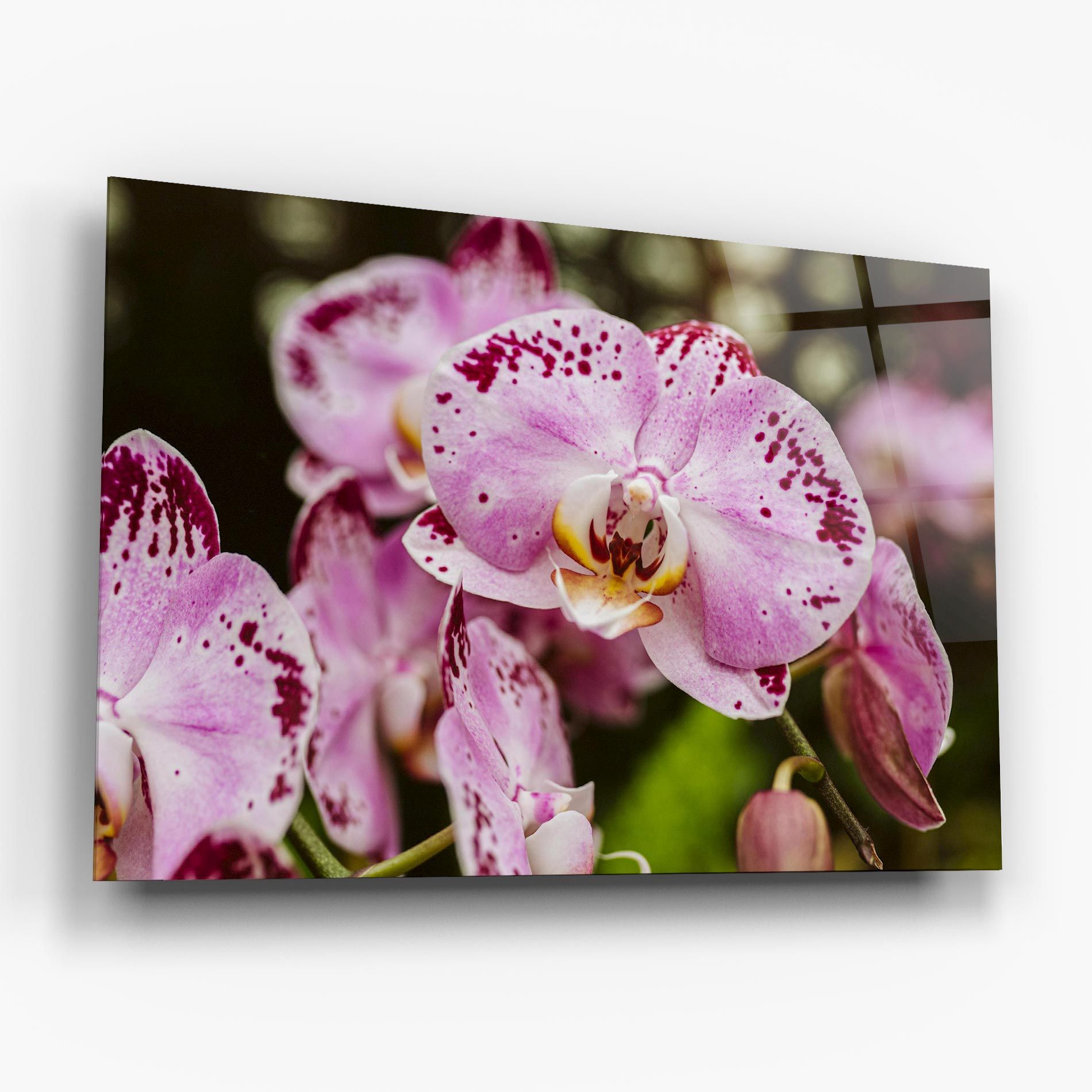Big Pink Orchid In Nature mockup 6