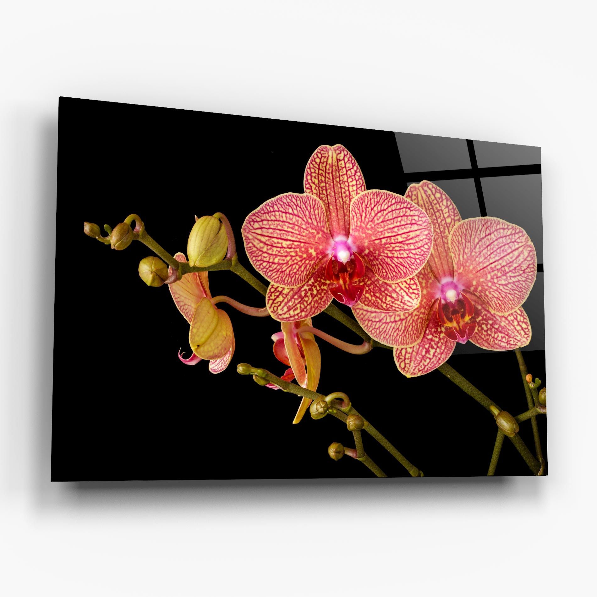 Pink Orchids On Black mockup 6