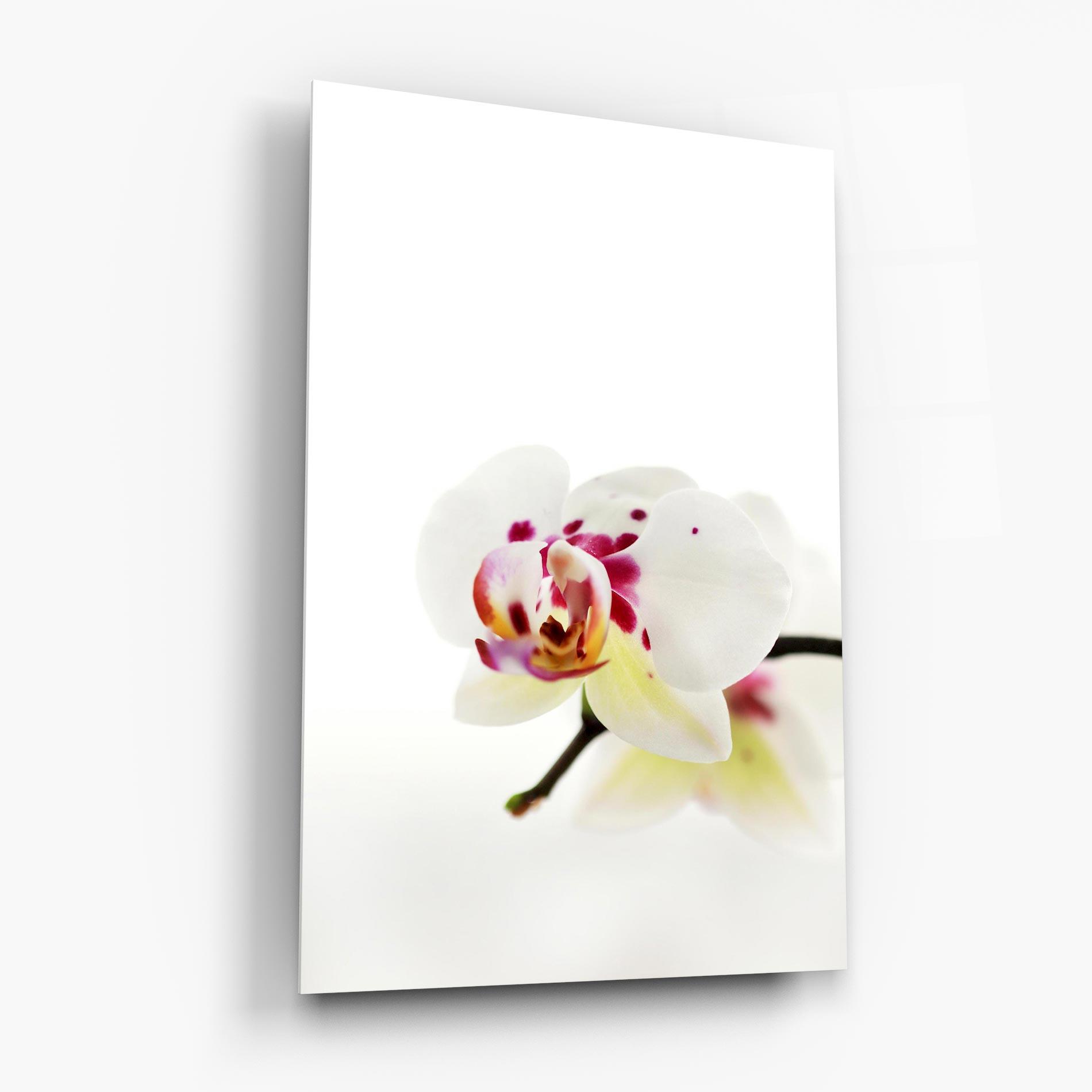 Стъклена картина Clean White Orchid mockup 6