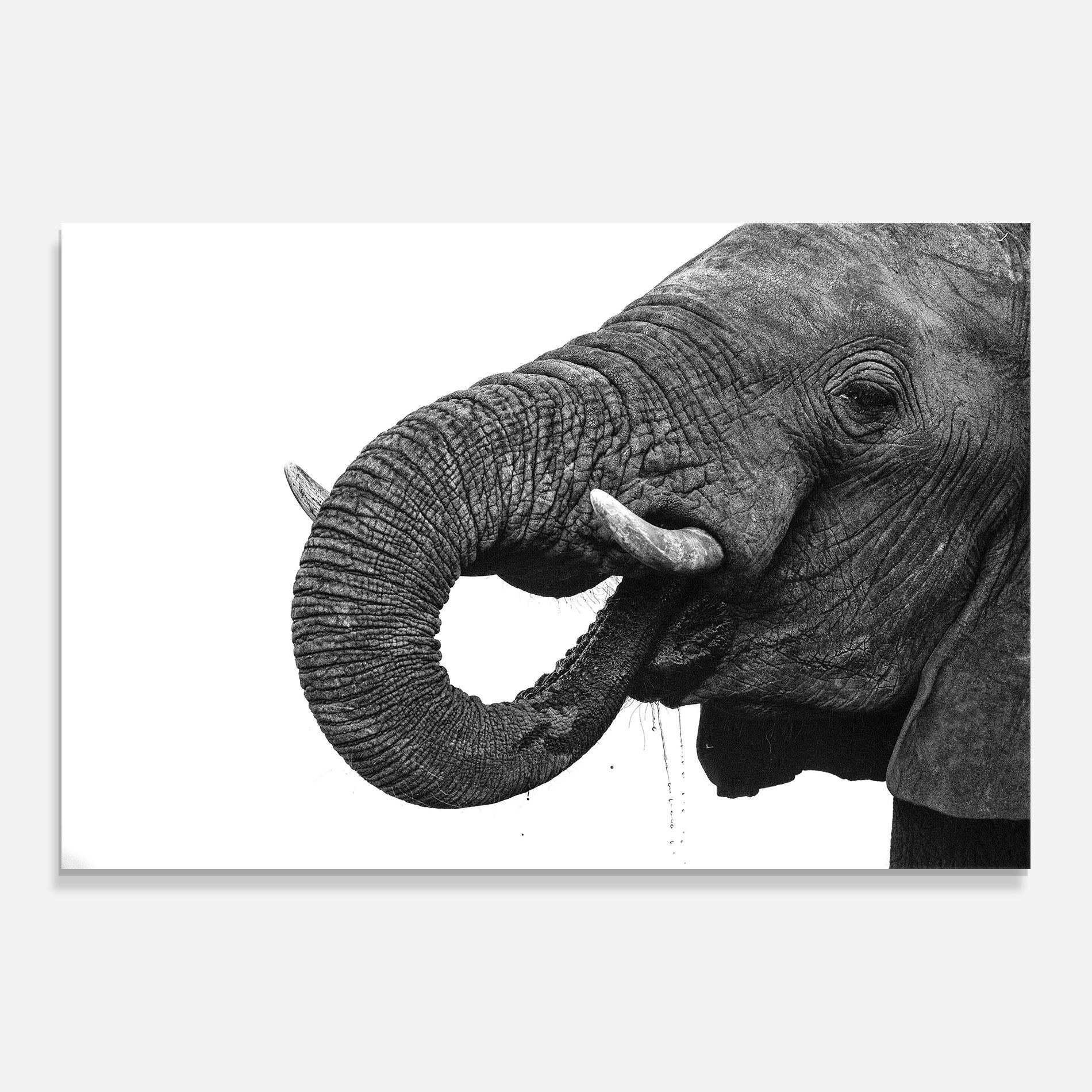 Elephant Drinking mockup 0