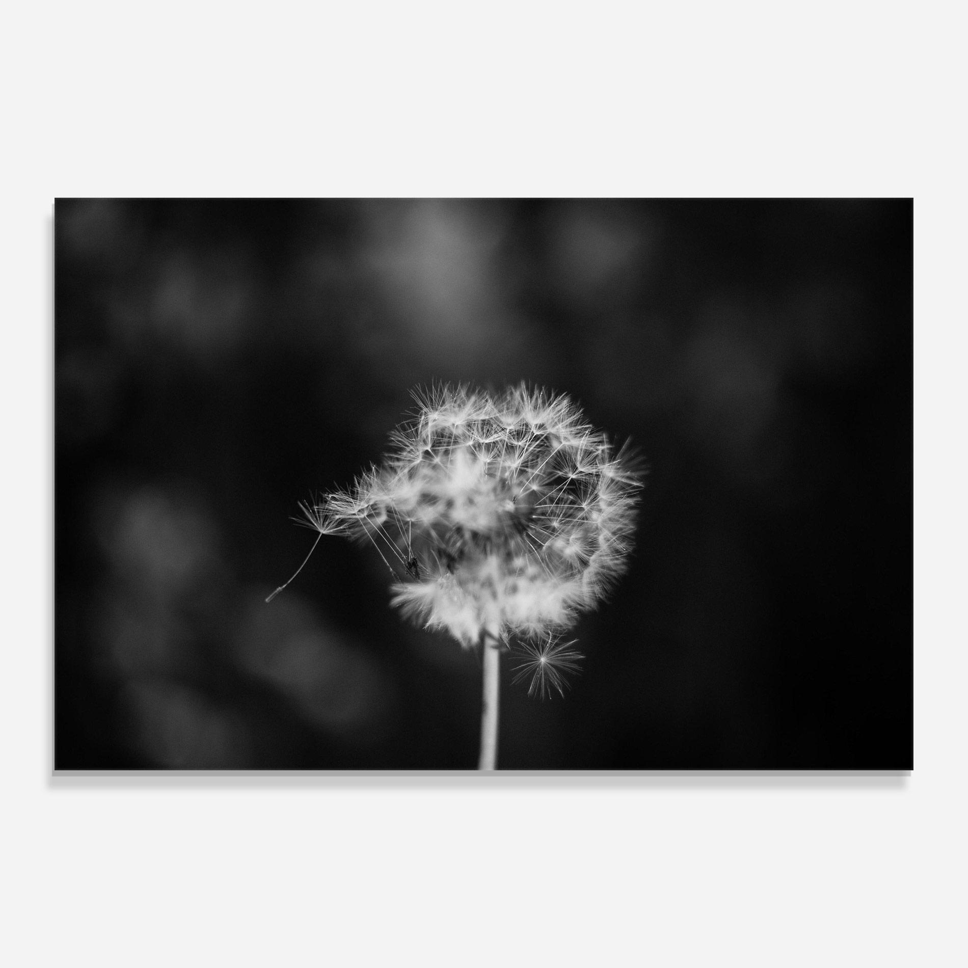Стъклена картина Grey Dandelion mockup 0