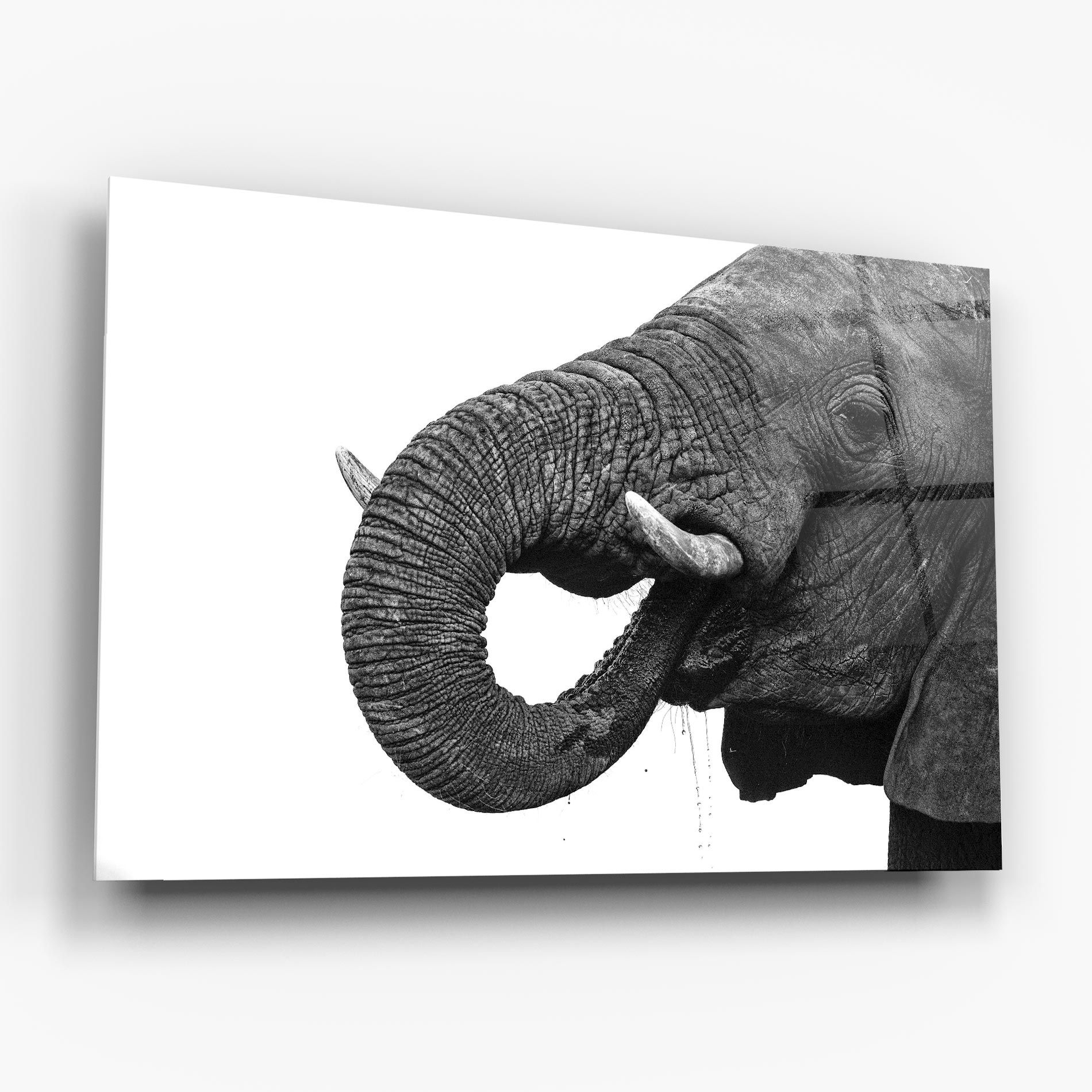 Elephant Drinking mockup 6