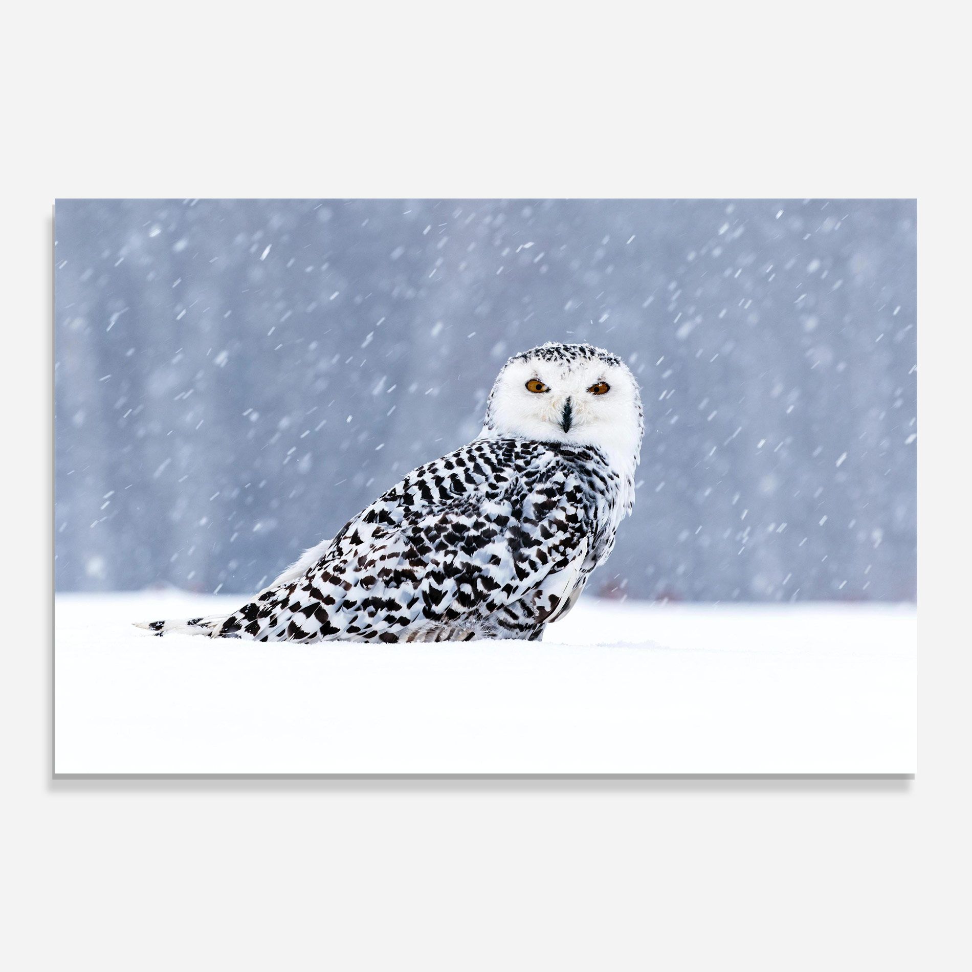 Snow Owl mockup 0