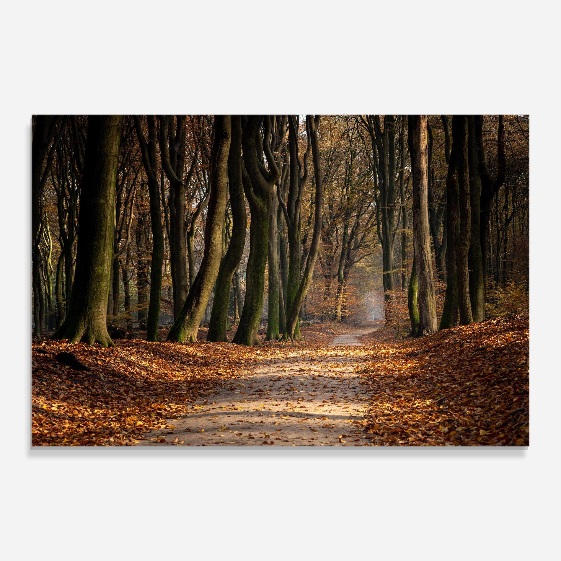 Стъклена картина Autumn Path Forest mockup 0