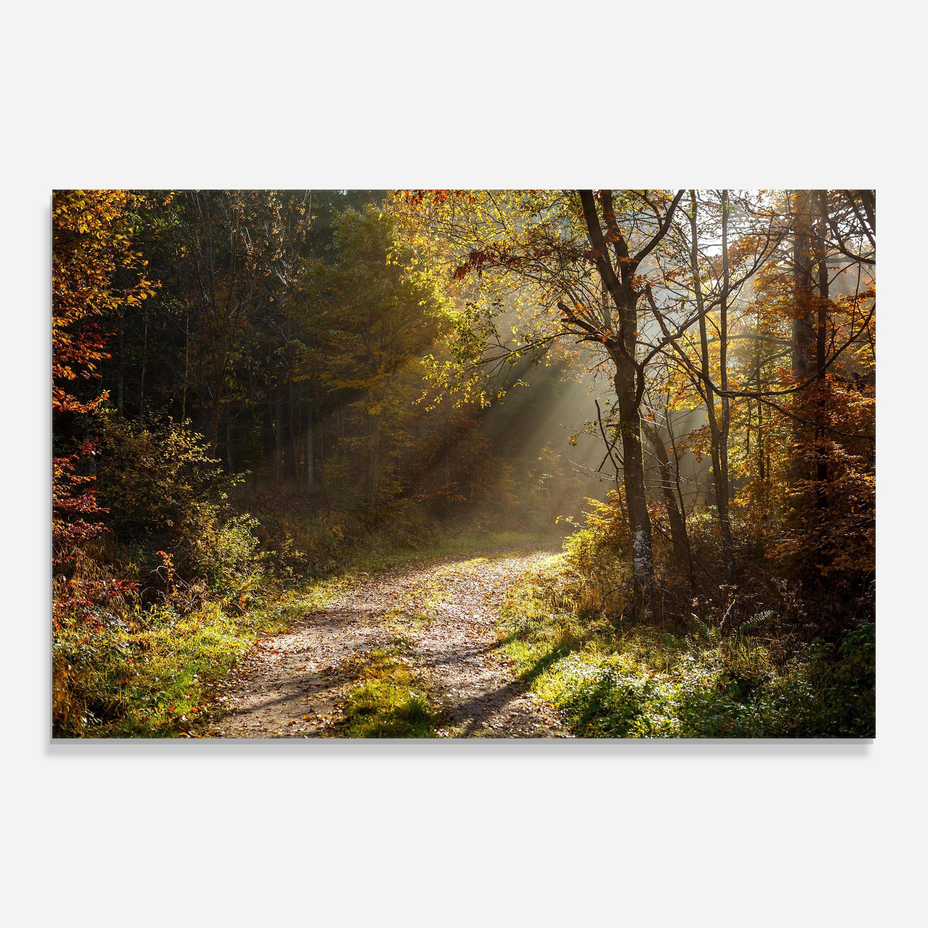 Autumn Trees Sun mockup 0