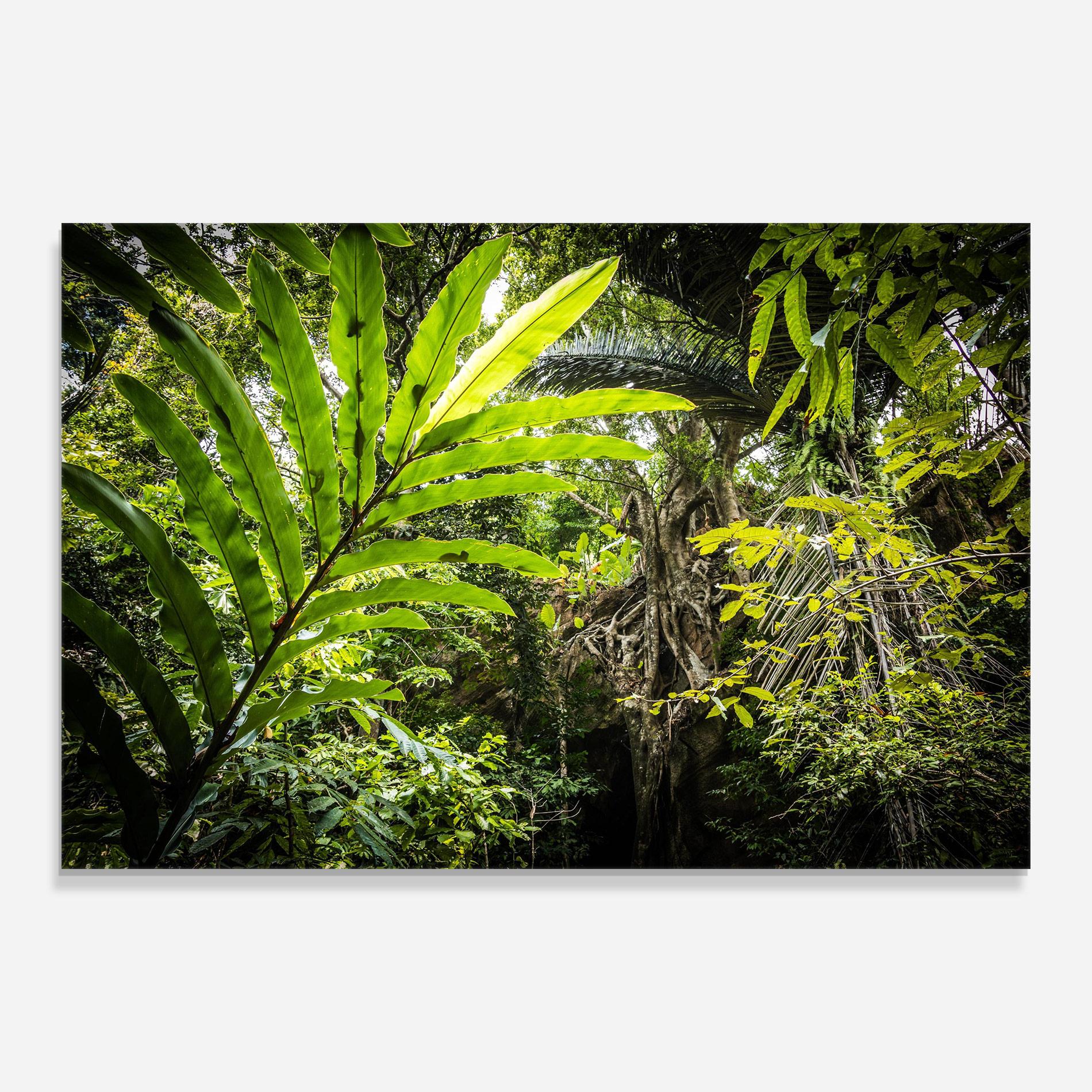 Стъклена картина Big Leaf Forest mockup 0