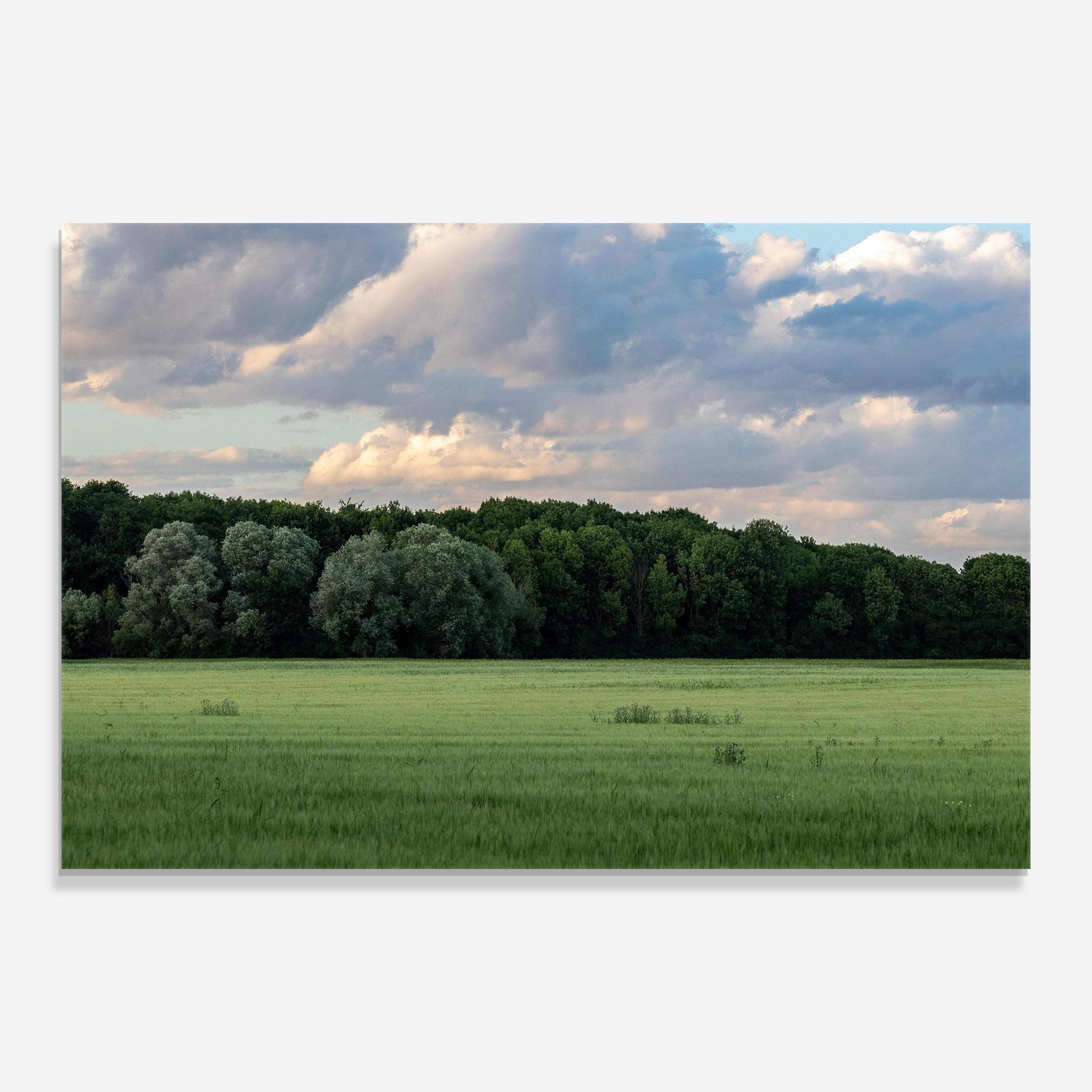 Стъклена картина Forest Field mockup 0