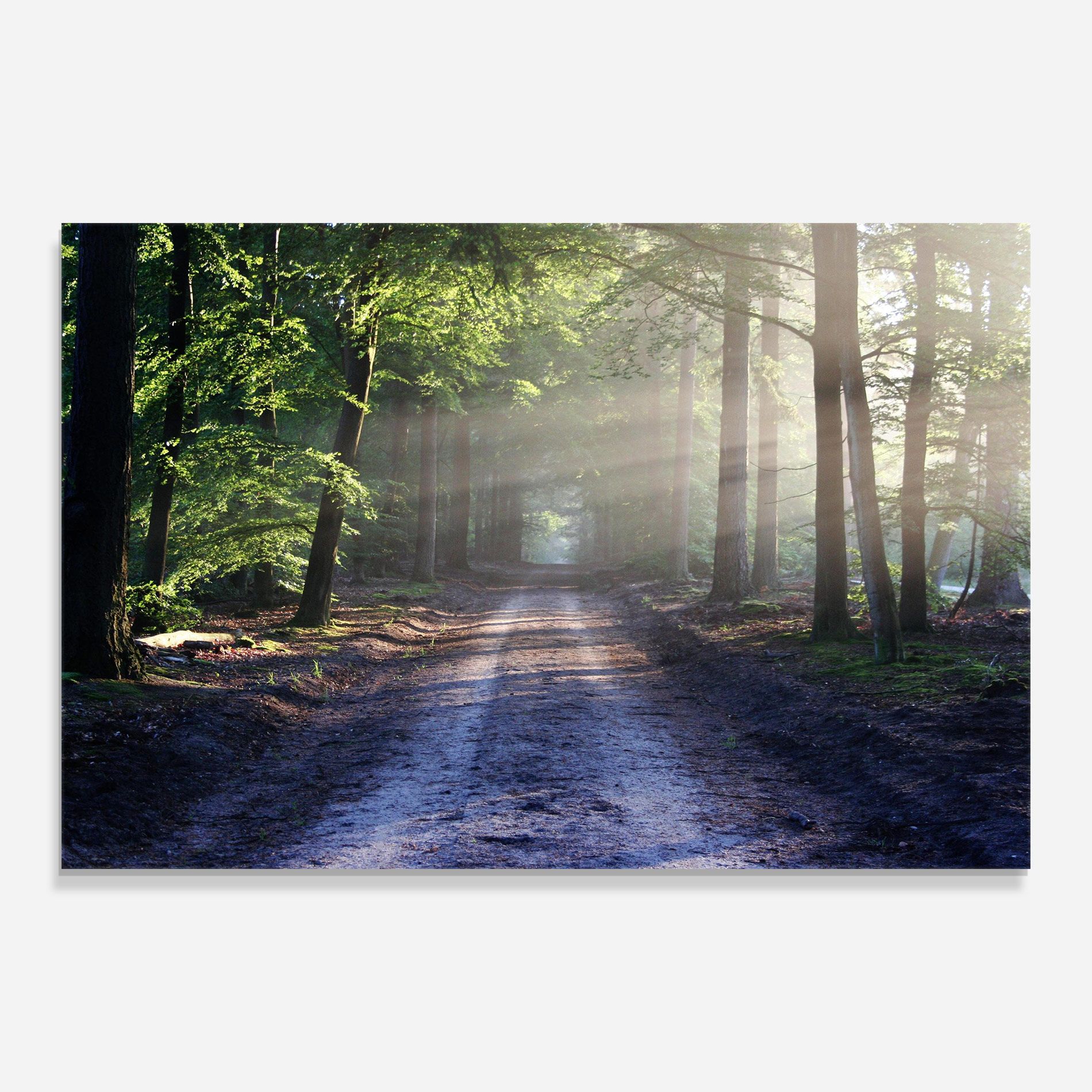 Forest Road mockup 0