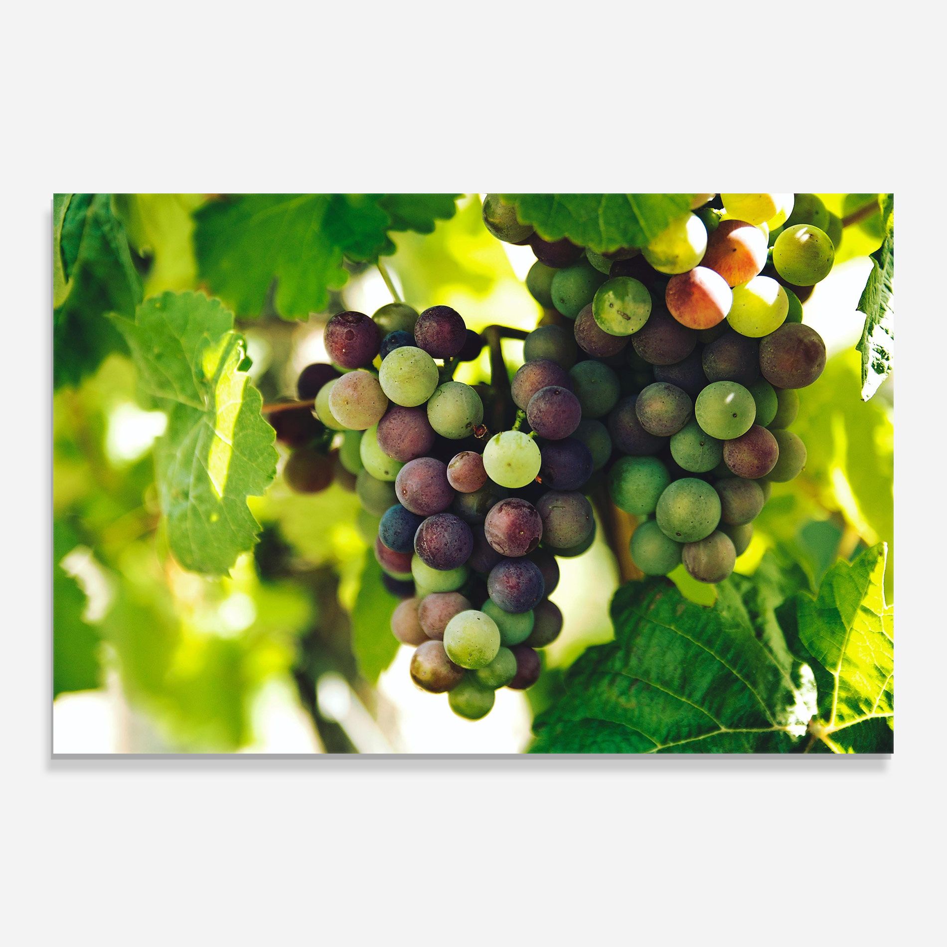 Green Grapes mockup 0
