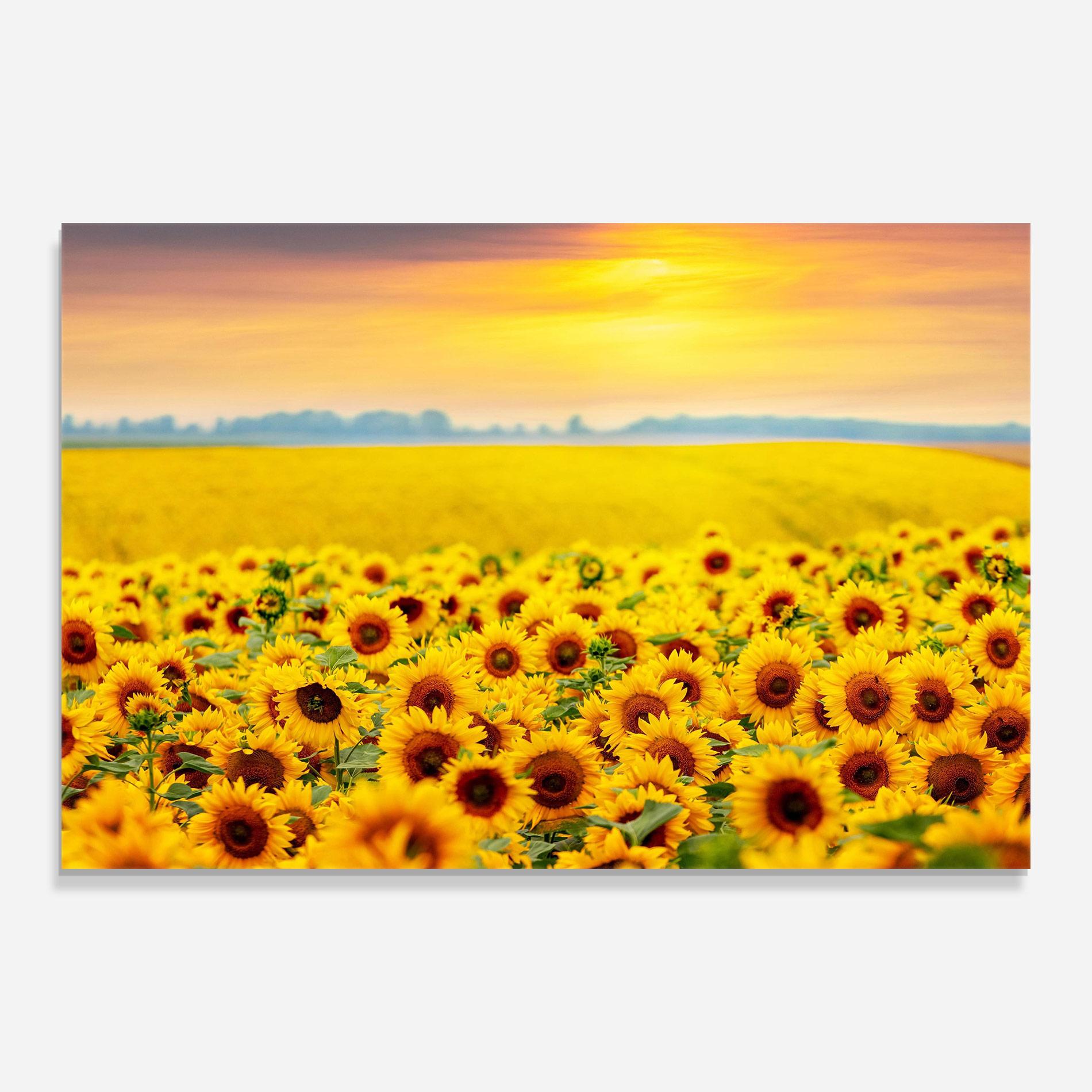Стъклена картина Yellow Sunflowers mockup 0